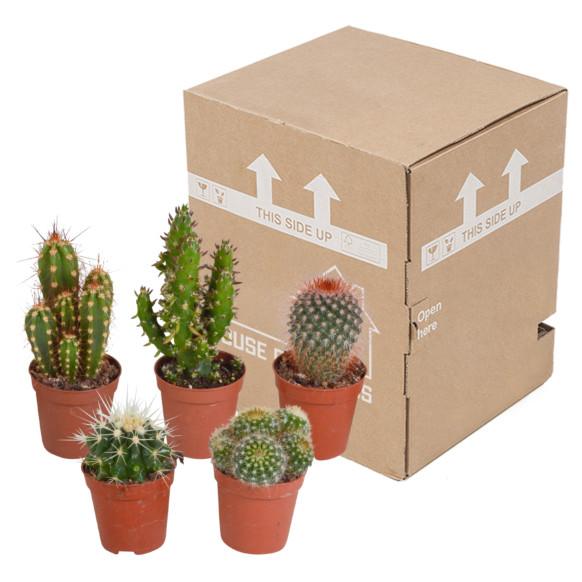 House of cactus Cactus mix 5.5 cm - 5x - zonder pot (8720387961009)