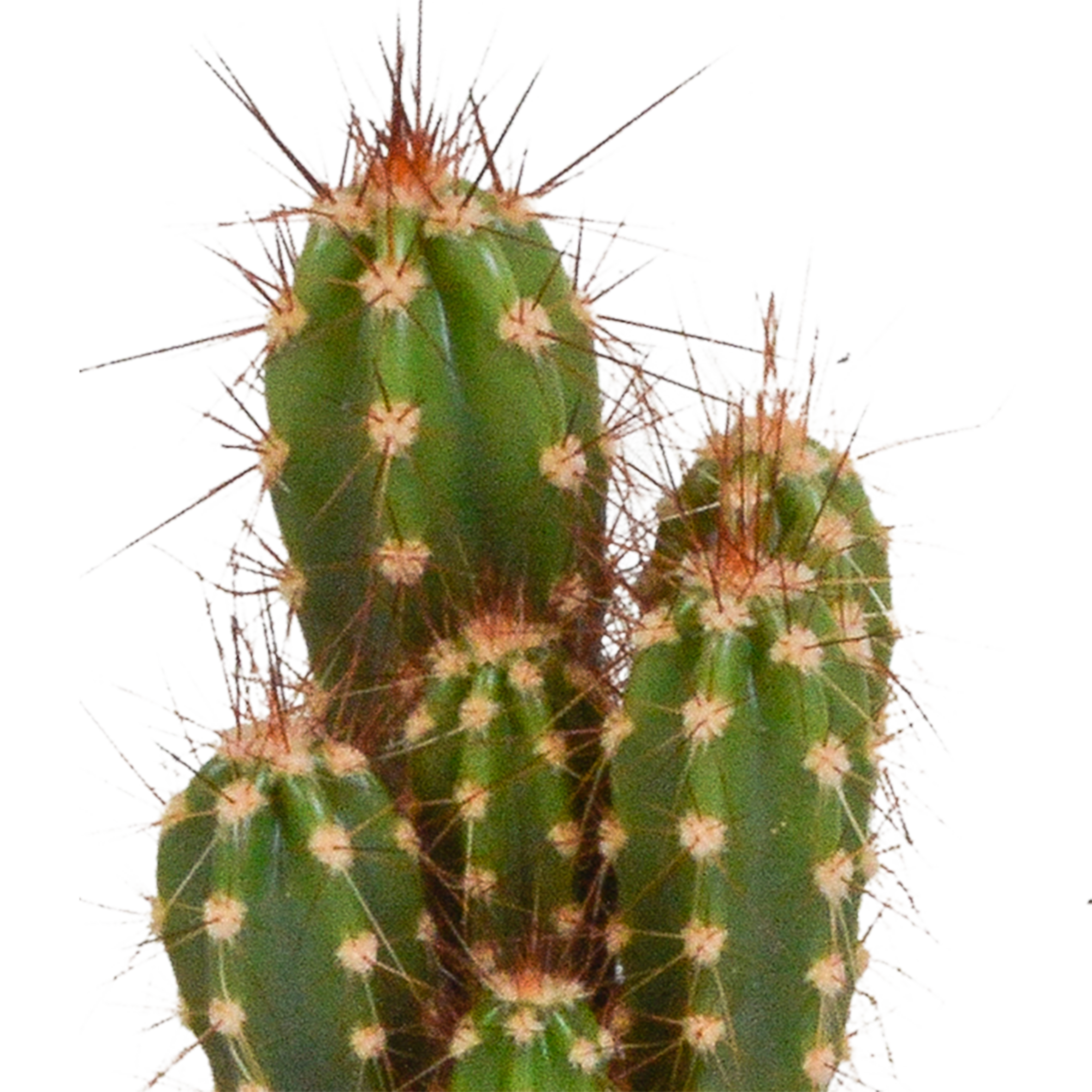 House of cactus Cactus mix 5.5 cm - 5x - zonder pot (8720387961009)