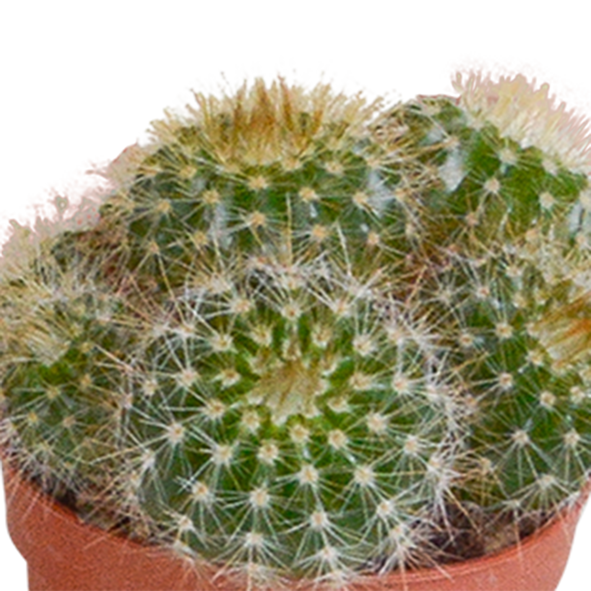 House of cactus Cactus mix 5.5 cm - 5x - zonder pot (8720387961009)