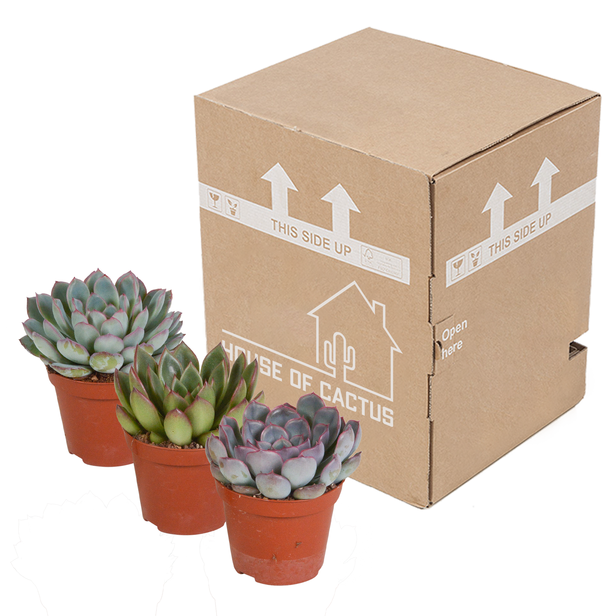 House of cactus Echeveria mix 8.5 cm - 3x - zonder pot (8720387961290)
