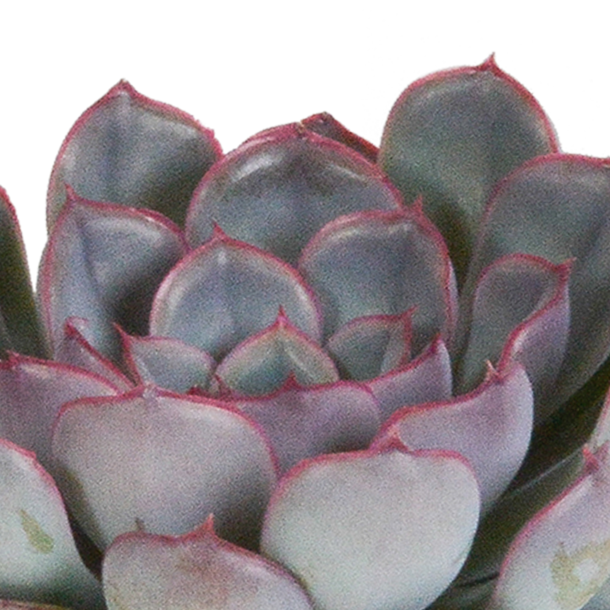 House of cactus Echeveria mix 8.5 cm - 3x - zonder pot (8720387961290)
