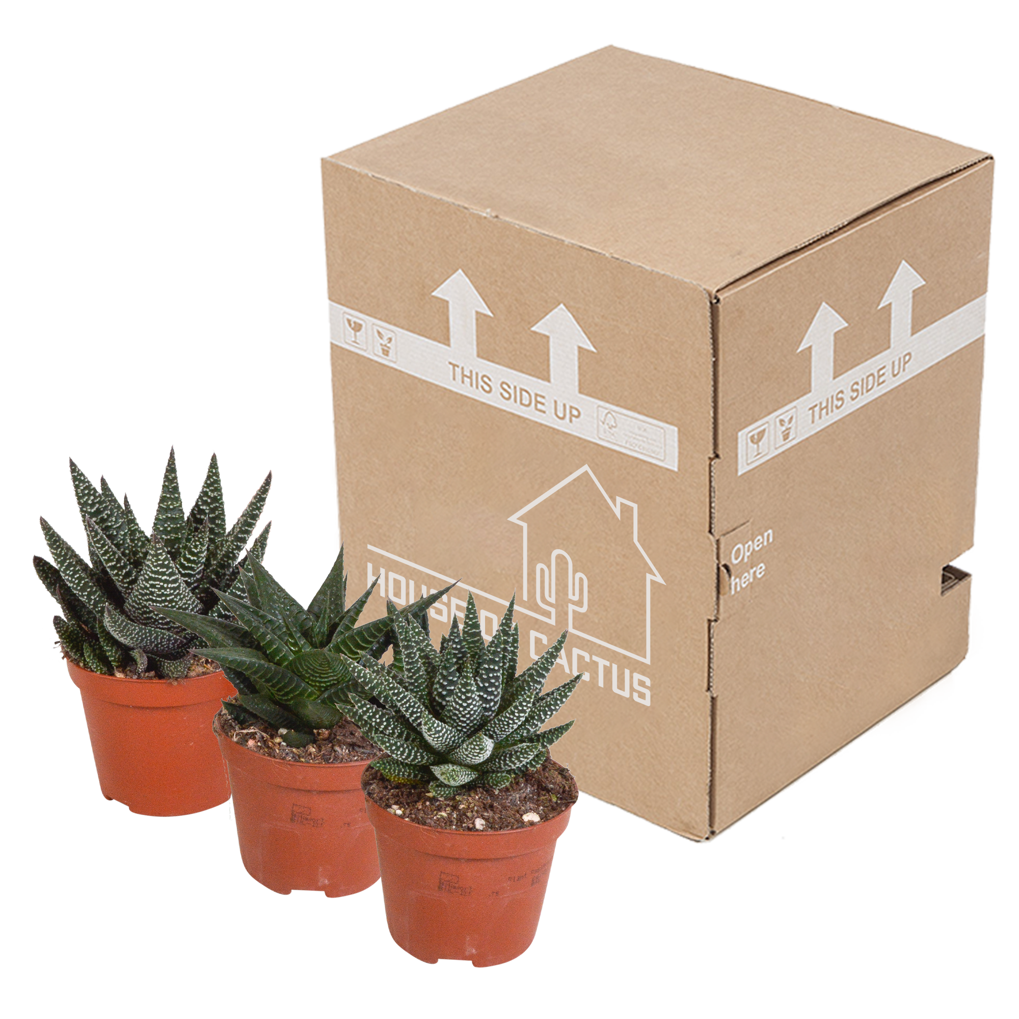 House of cactus Gasteria/Haworthia mix 8,5cm - 3x - zonder pot (8720387961337)