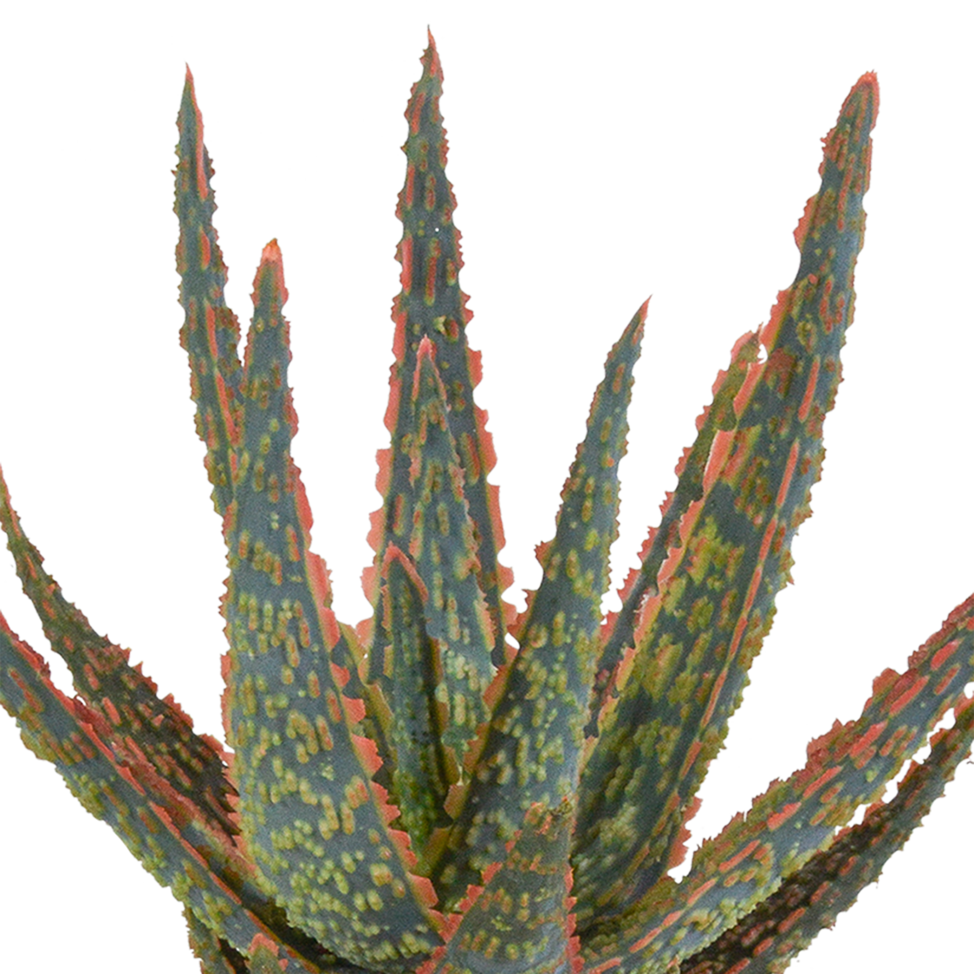 House of cactus Aloë zebrina Dannyz 10,5cm - in terracotta pot (8720387961559)