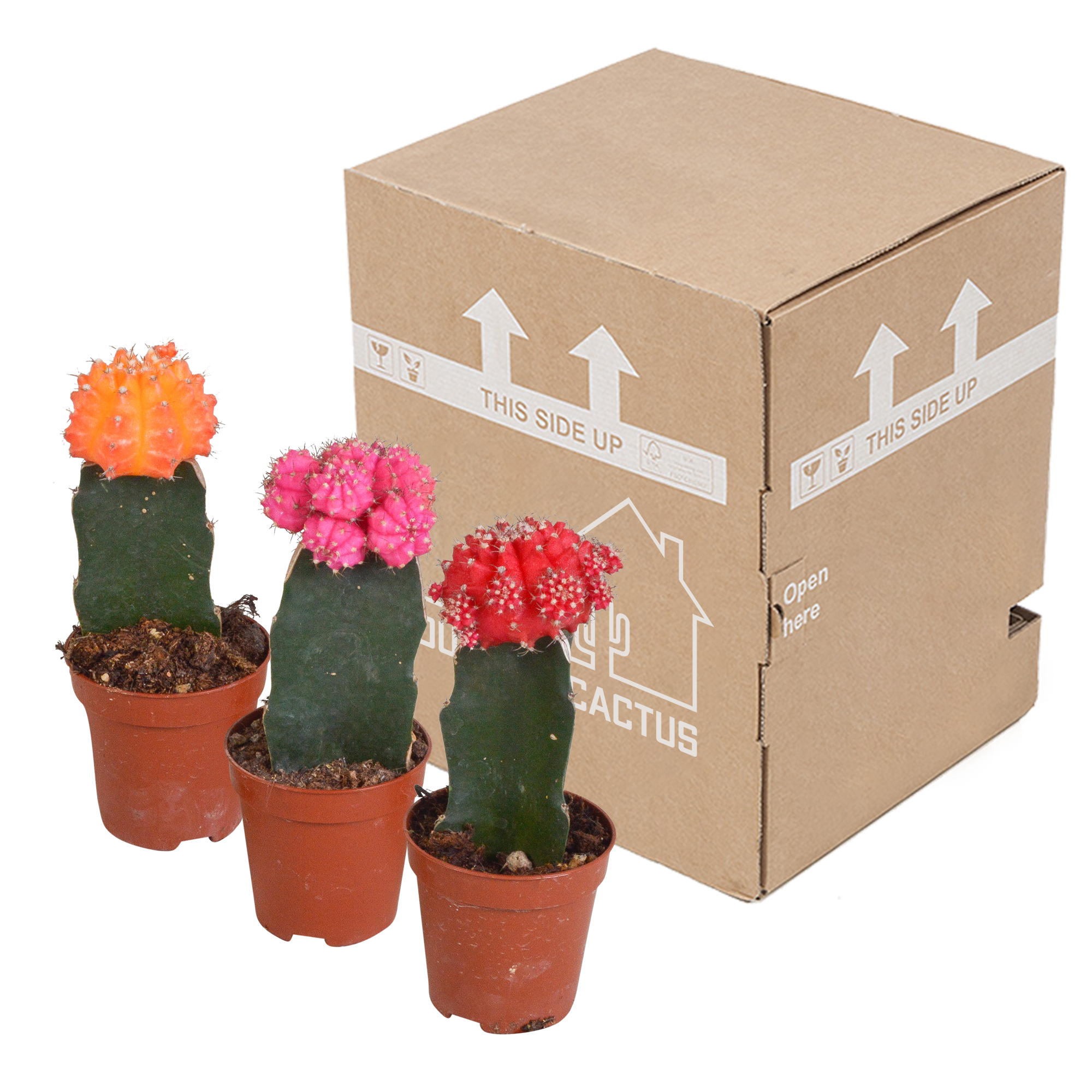 House of cactus Euphorbia meloformis variegata - Gymnocalycium mix - 5,5cm - 3x (8720387961047)