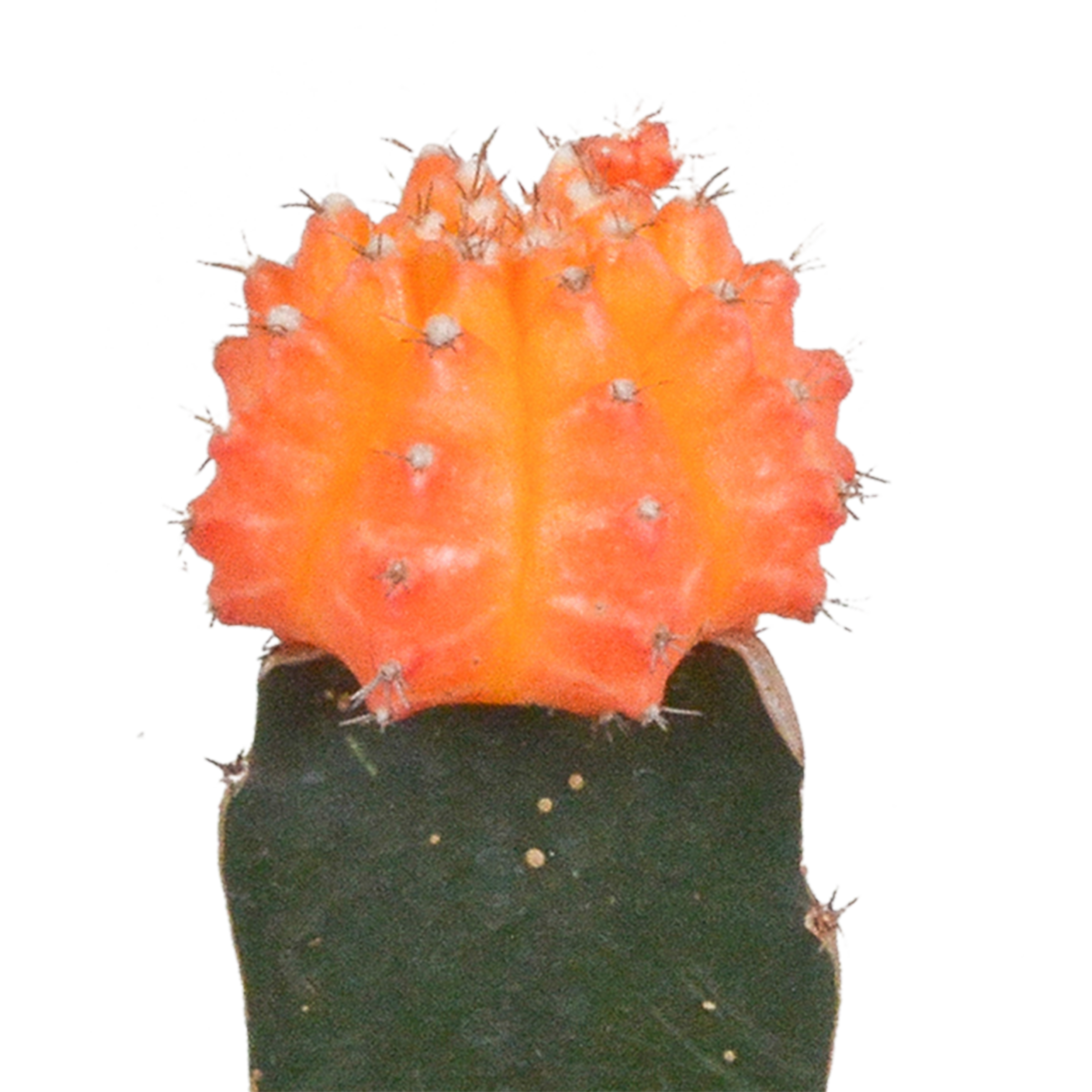 House of cactus Euphorbia meloformis variegata - Gymnocalycium mix - 5,5cm - 3x (8720387961047)