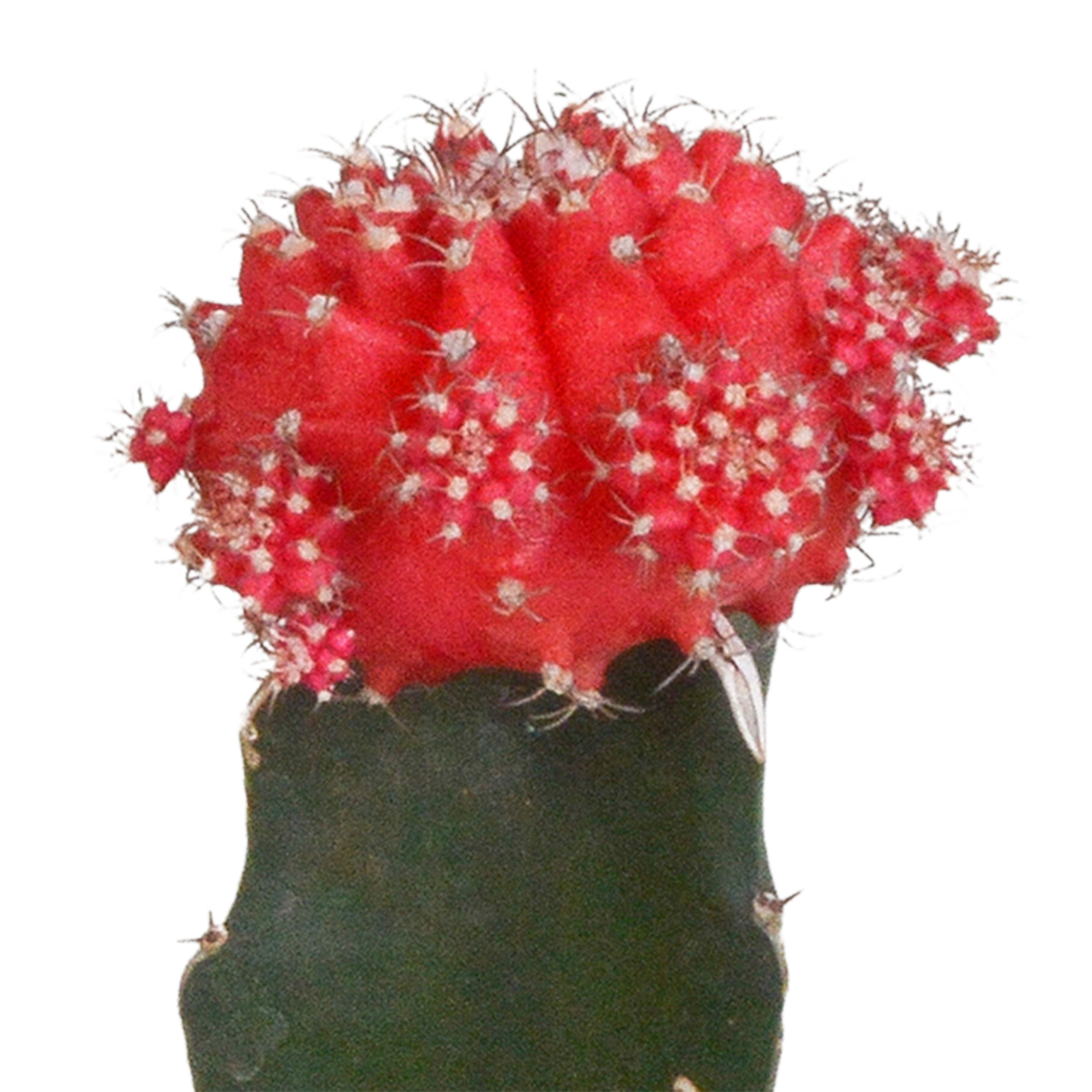 House of cactus Euphorbia meloformis variegata - Gymnocalycium mix - 5,5cm - 3x (8720387961047)