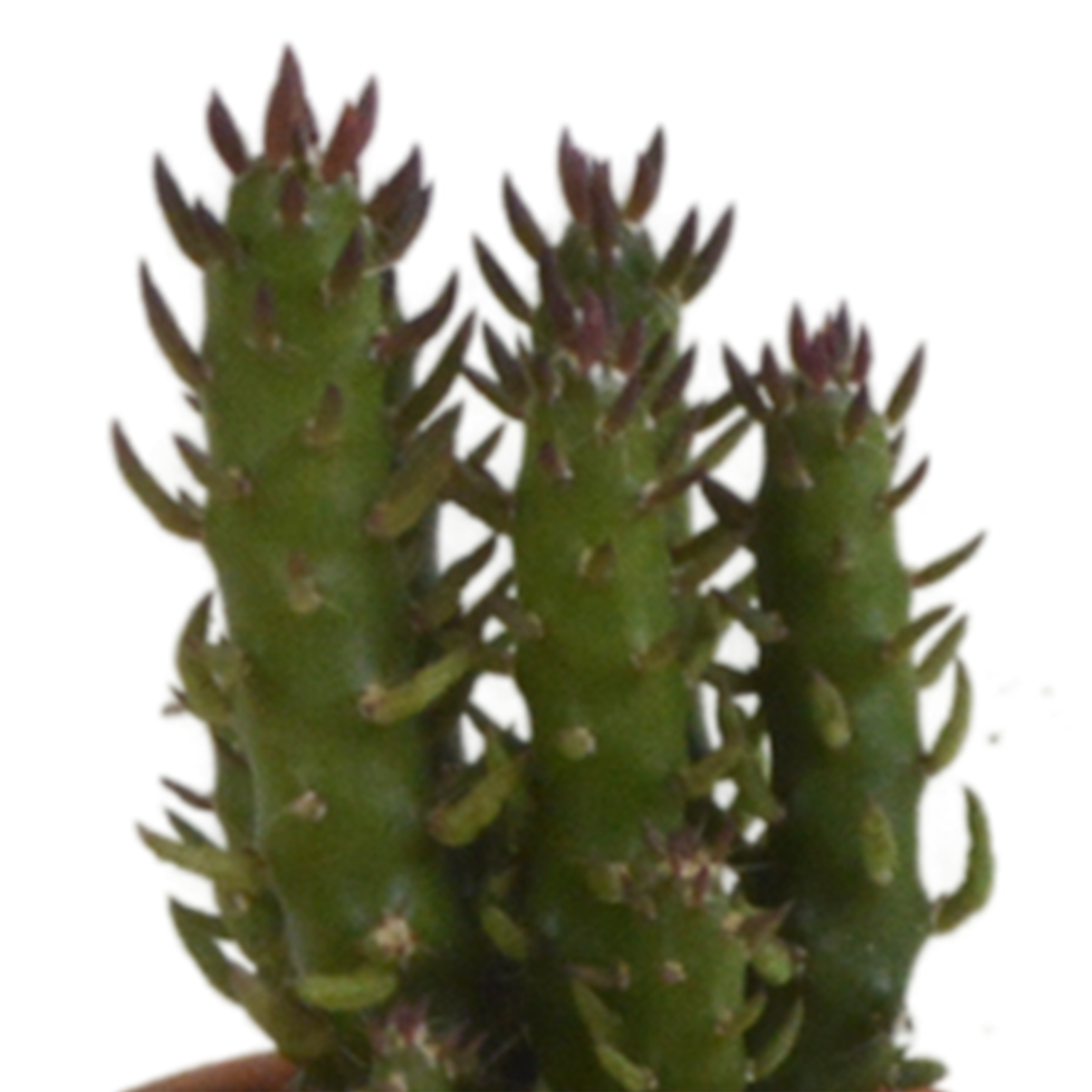 House of cactus Cactus mix 5.5 cm - 5x - in terracotta pot (8720387961023)