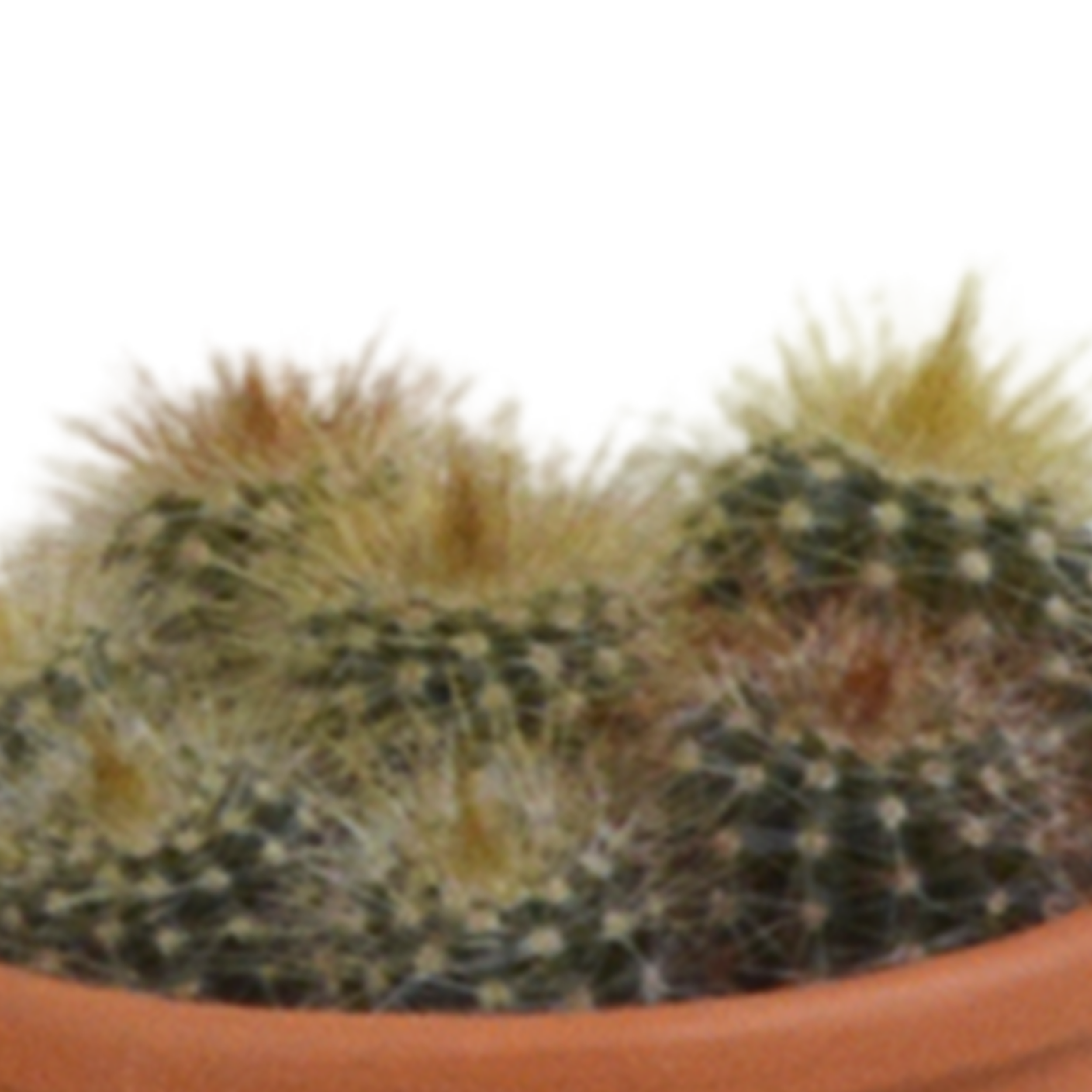 House of cactus Cactus mix 5.5 cm - 5x - in terracotta pot (8720387961023)