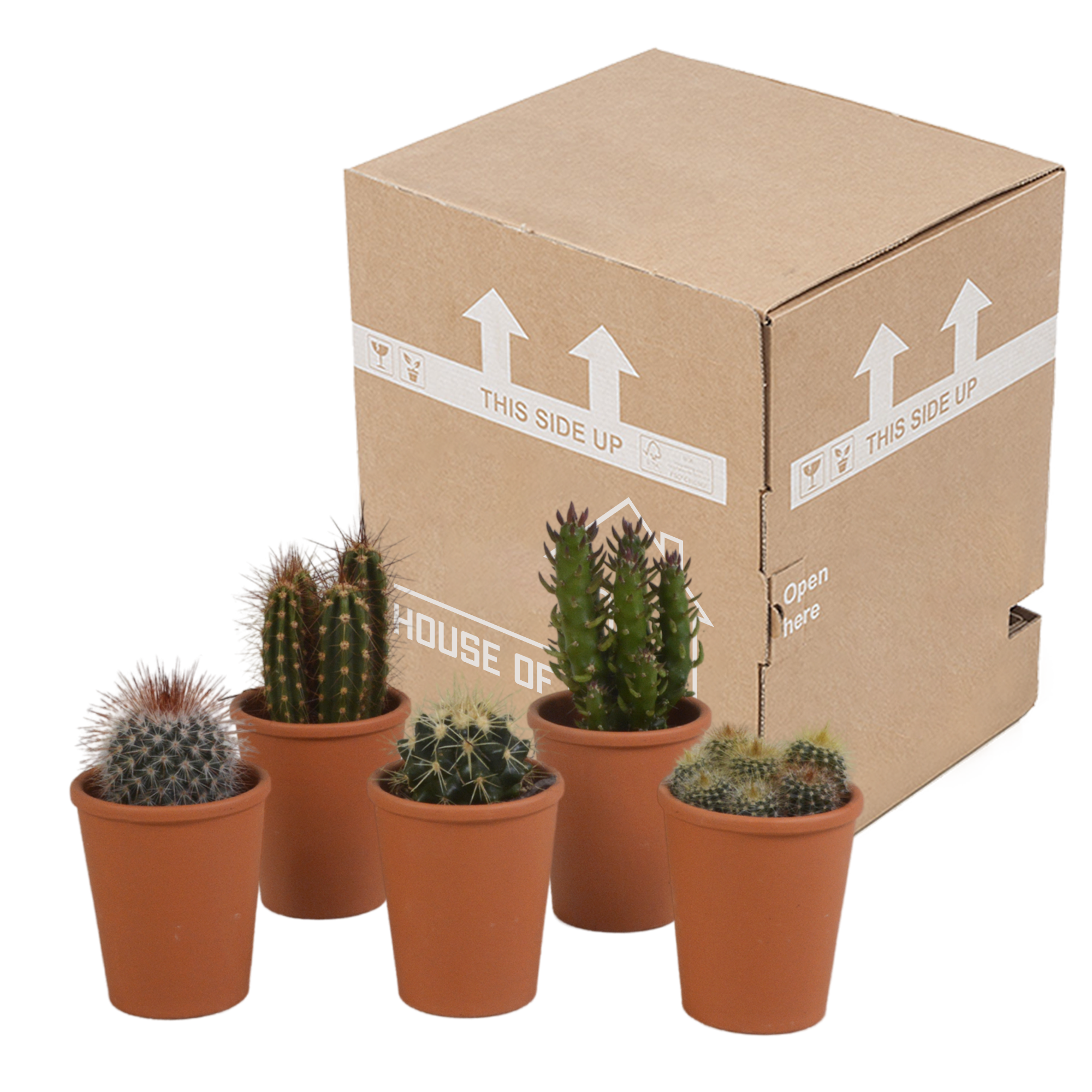 House of cactus Cactus mix 5.5 cm - 5x - in terracotta pot (8720387961023)
