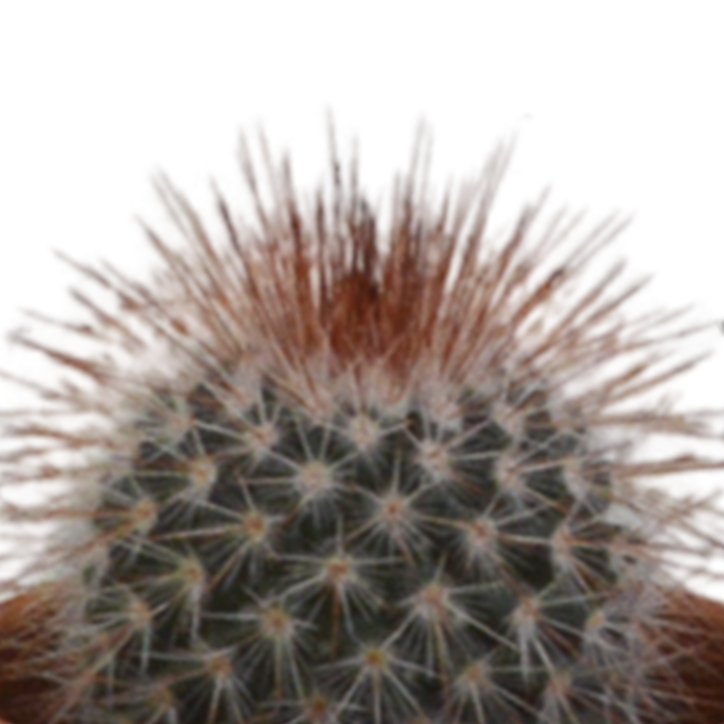 House of cactus Cactus mix 5.5 cm - 5x - in terracotta pot (8720387961023)