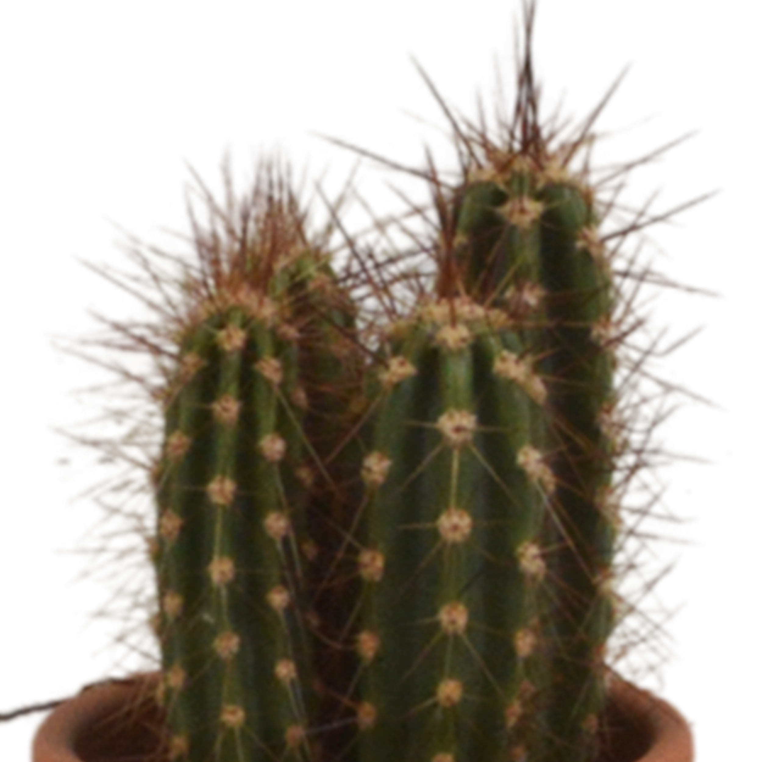 House of cactus Cactus mix 5.5 cm - 5x - in terracotta pot (8720387961023)
