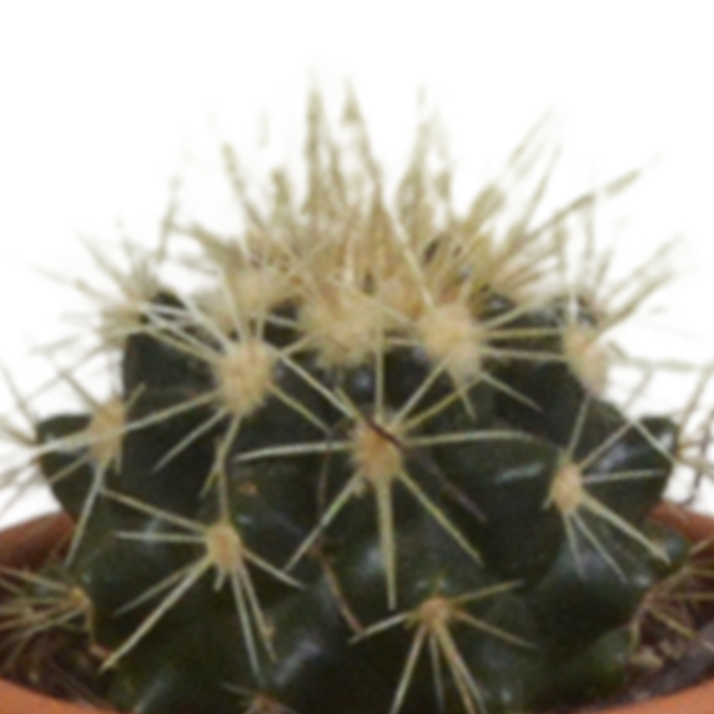 House of cactus Cactus mix 5.5 cm - 5x - in terracotta pot (8720387961023)