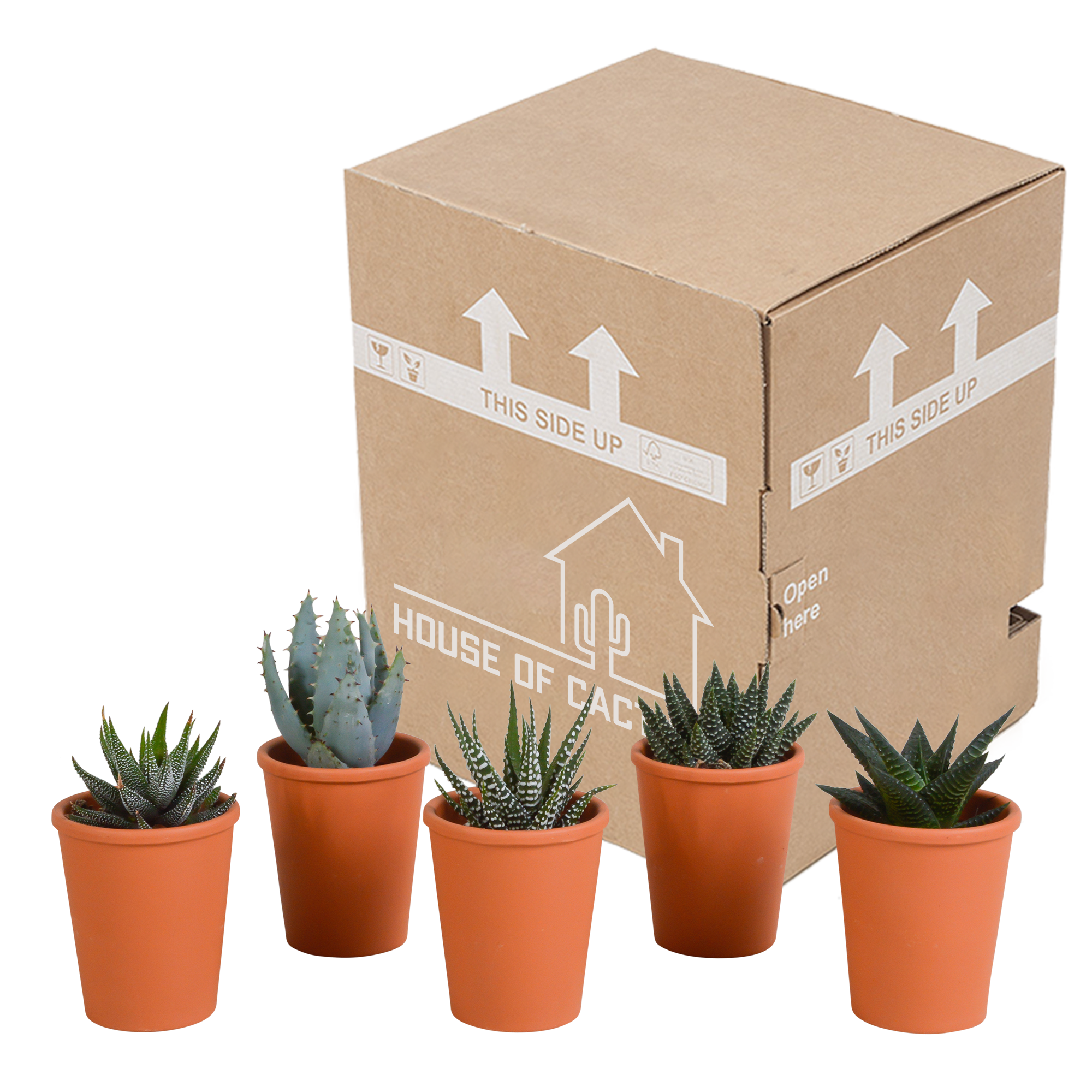 House of cactus Gasteria/Haworthia mix 5,5cm - 5x - in terracotta pot (8720387961115)