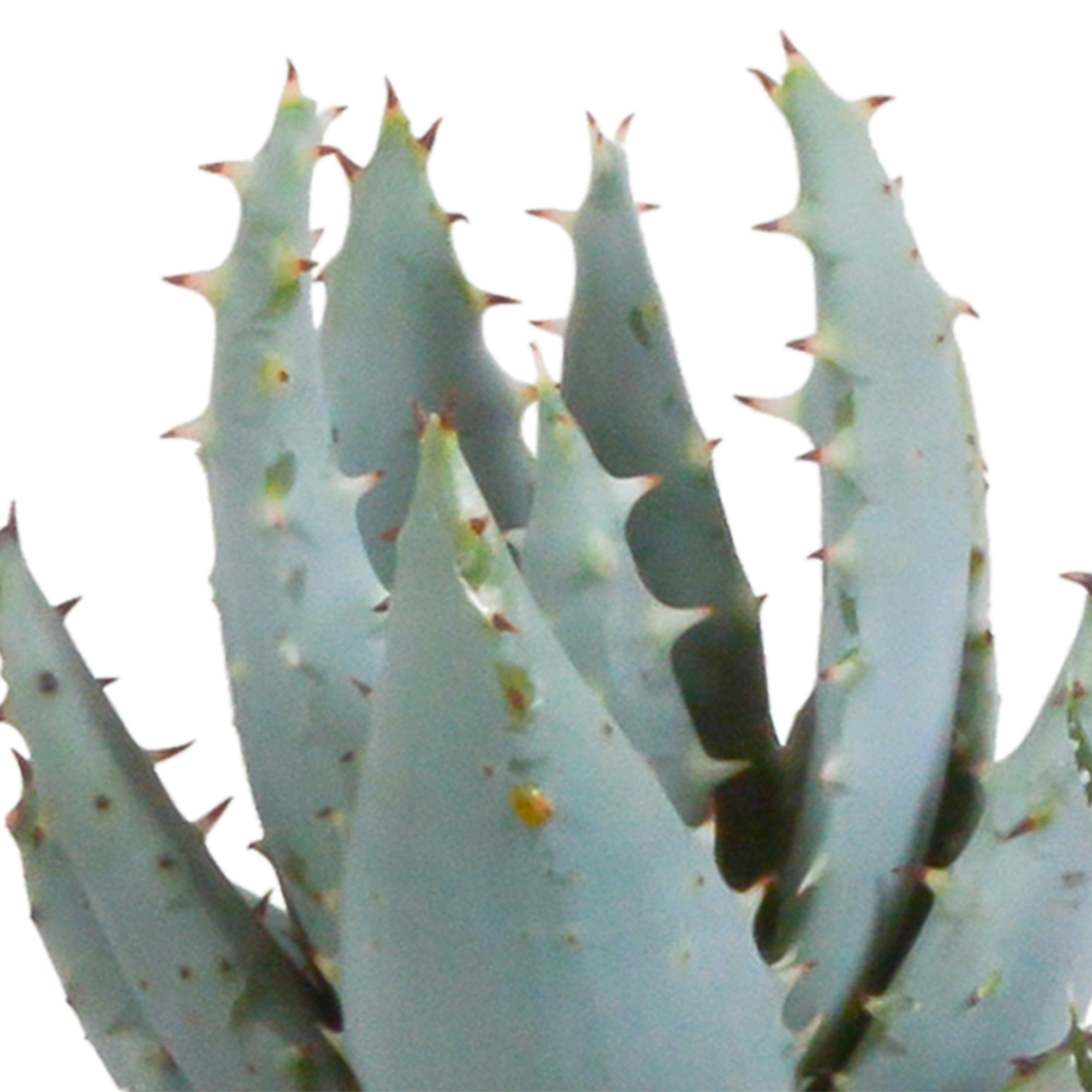 House of cactus Gasteria/Haworthia mix 5,5cm - 5x - in terracotta pot (8720387961115)