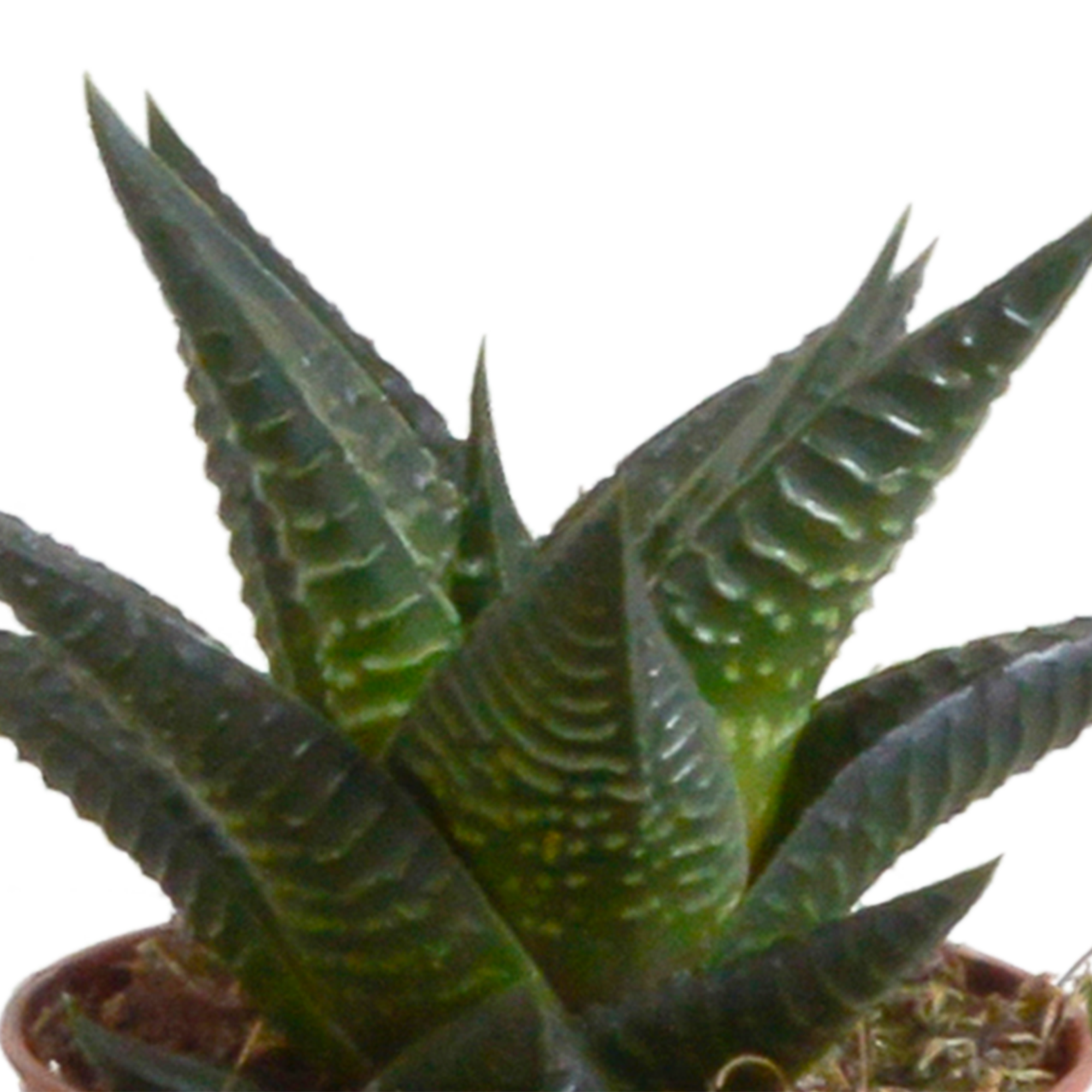 House of cactus Gasteria/Haworthia mix 5,5cm - 5x - in terracotta pot (8720387961115)