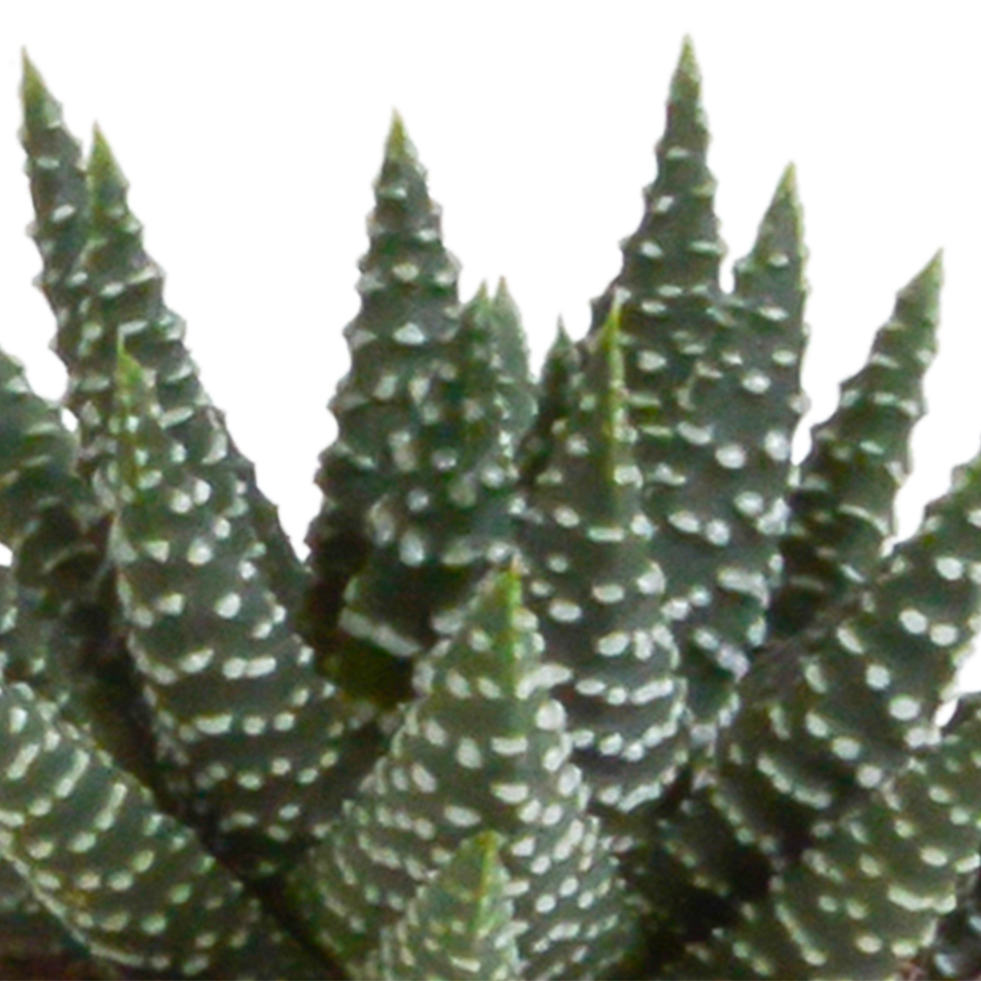 House of cactus Gasteria/Haworthia mix 5,5cm - 5x - in terracotta pot (8720387961115)