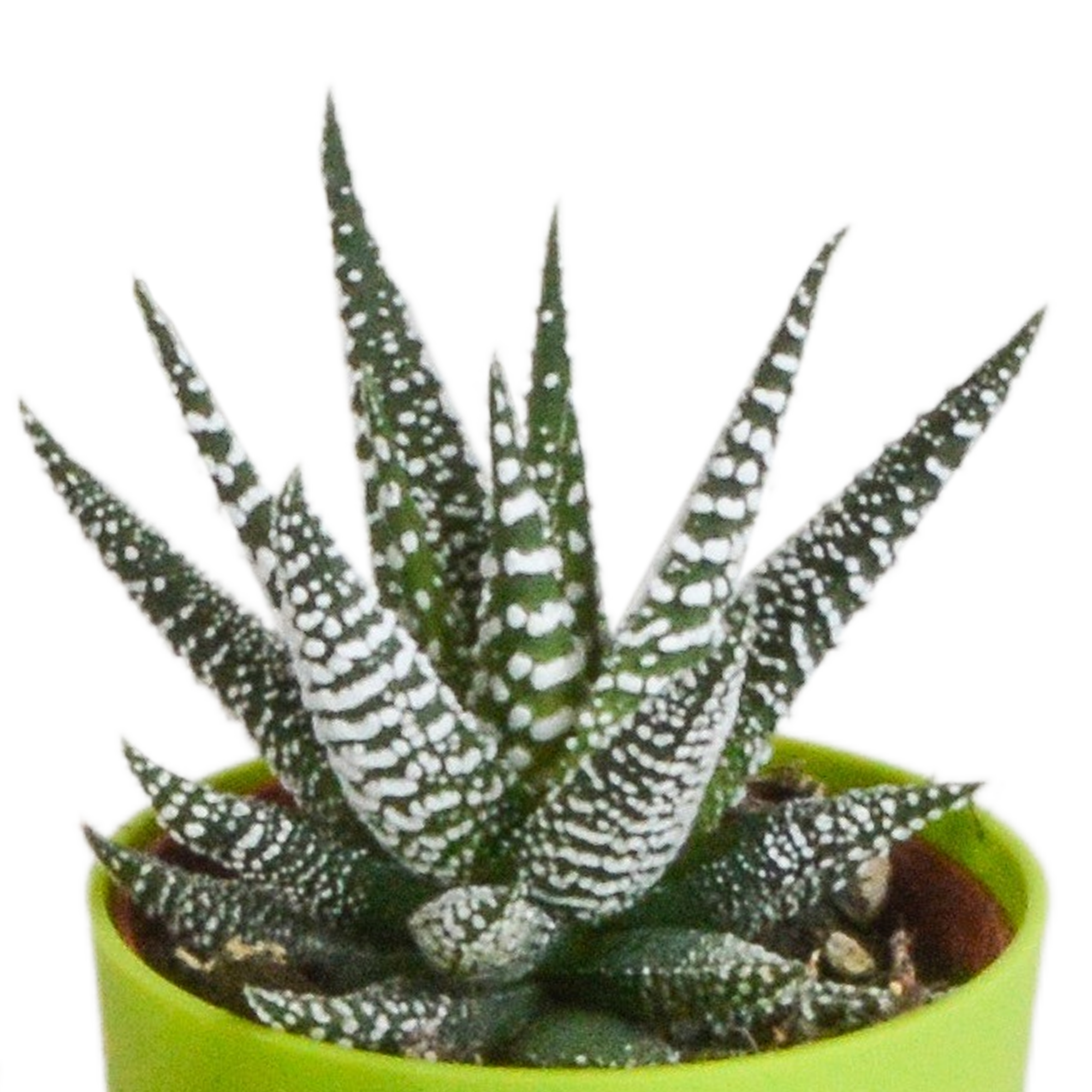 House of cactus Gasteria/Haworthia mix 5,5cm - 5x - in gekleurde plasticpot (8720618070449)