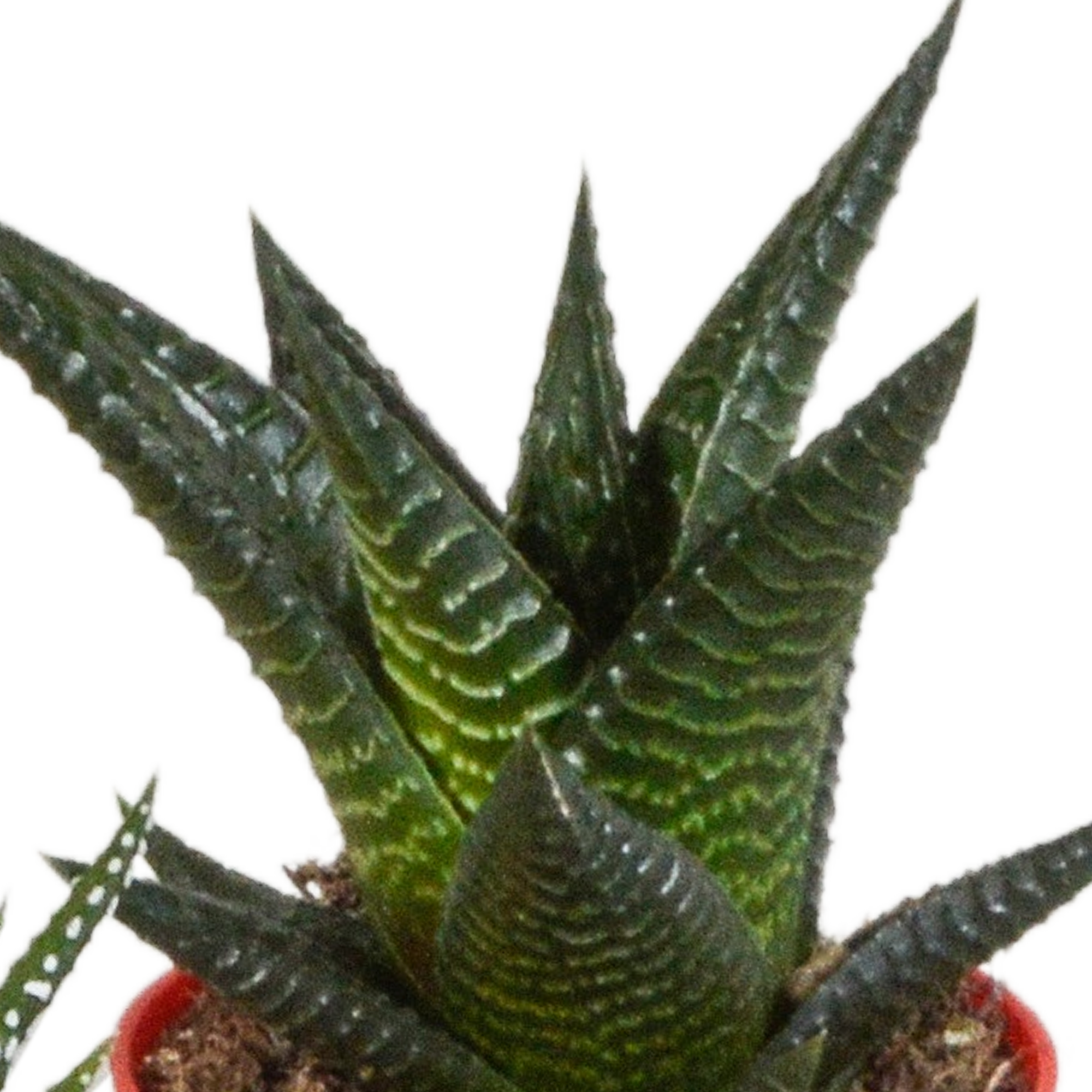House of cactus Gasteria/Haworthia mix 5,5cm - 5x - in gekleurde plasticpot (8720618070449)