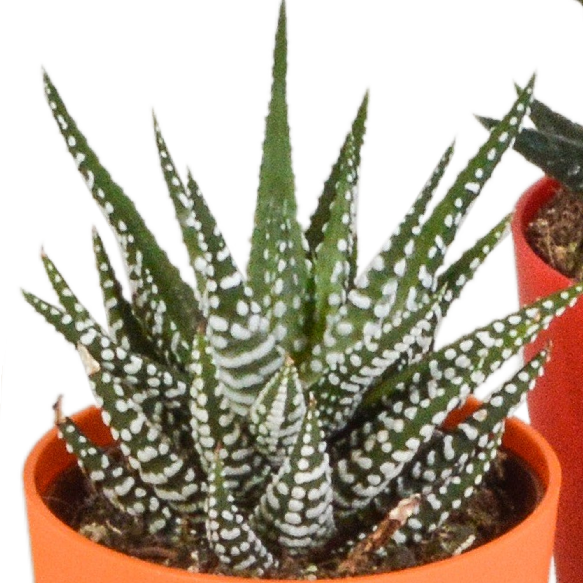 House of cactus Gasteria/Haworthia mix 5,5cm - 5x - in gekleurde plasticpot (8720618070449)
