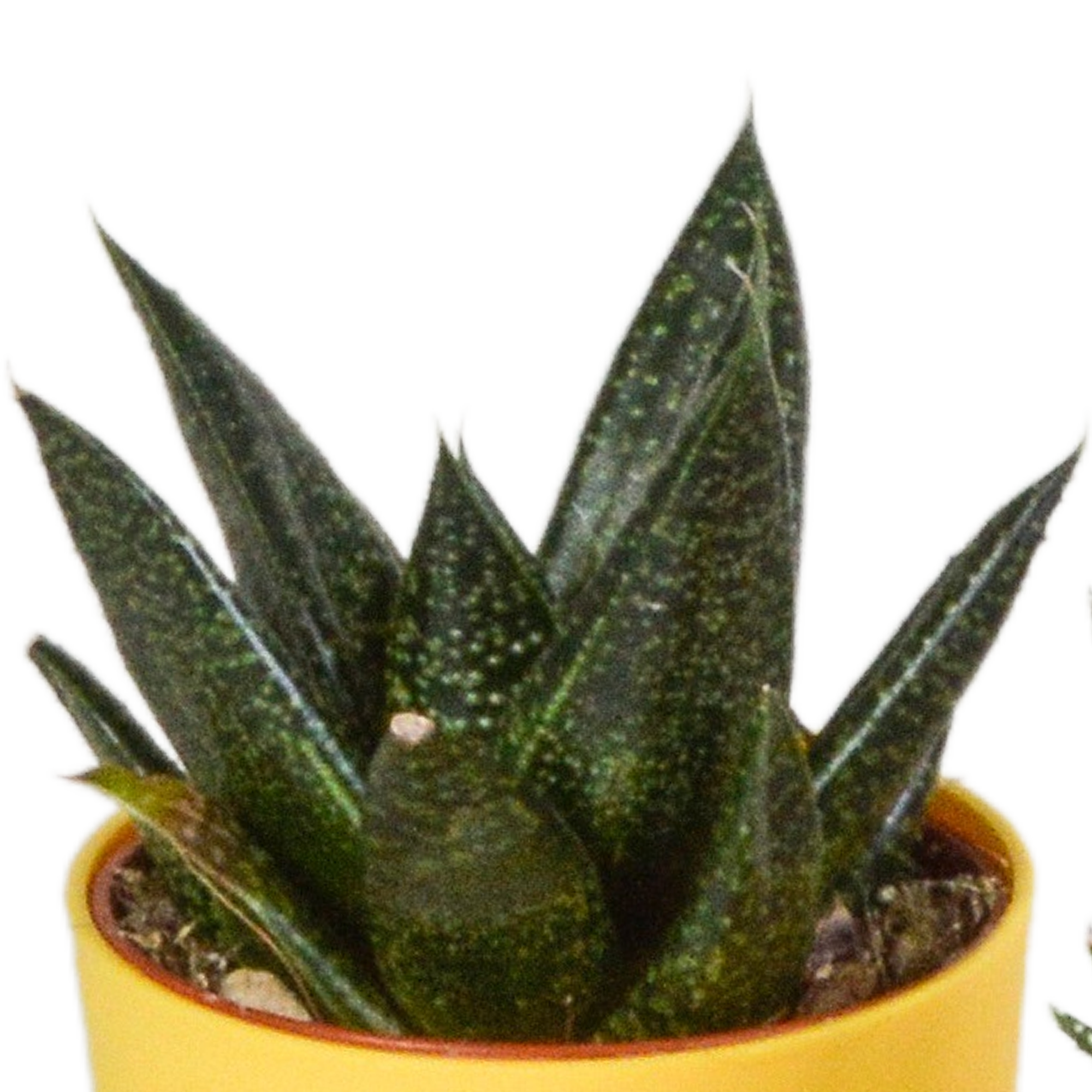House of cactus Gasteria/Haworthia mix 5,5cm - 5x - in gekleurde plasticpot (8720618070449)