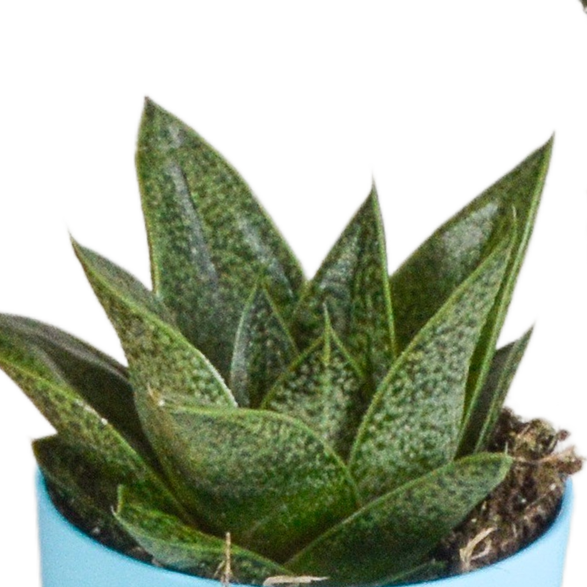 House of cactus Gasteria/Haworthia mix 5,5cm - 5x - in gekleurde plasticpot (8720618070449)