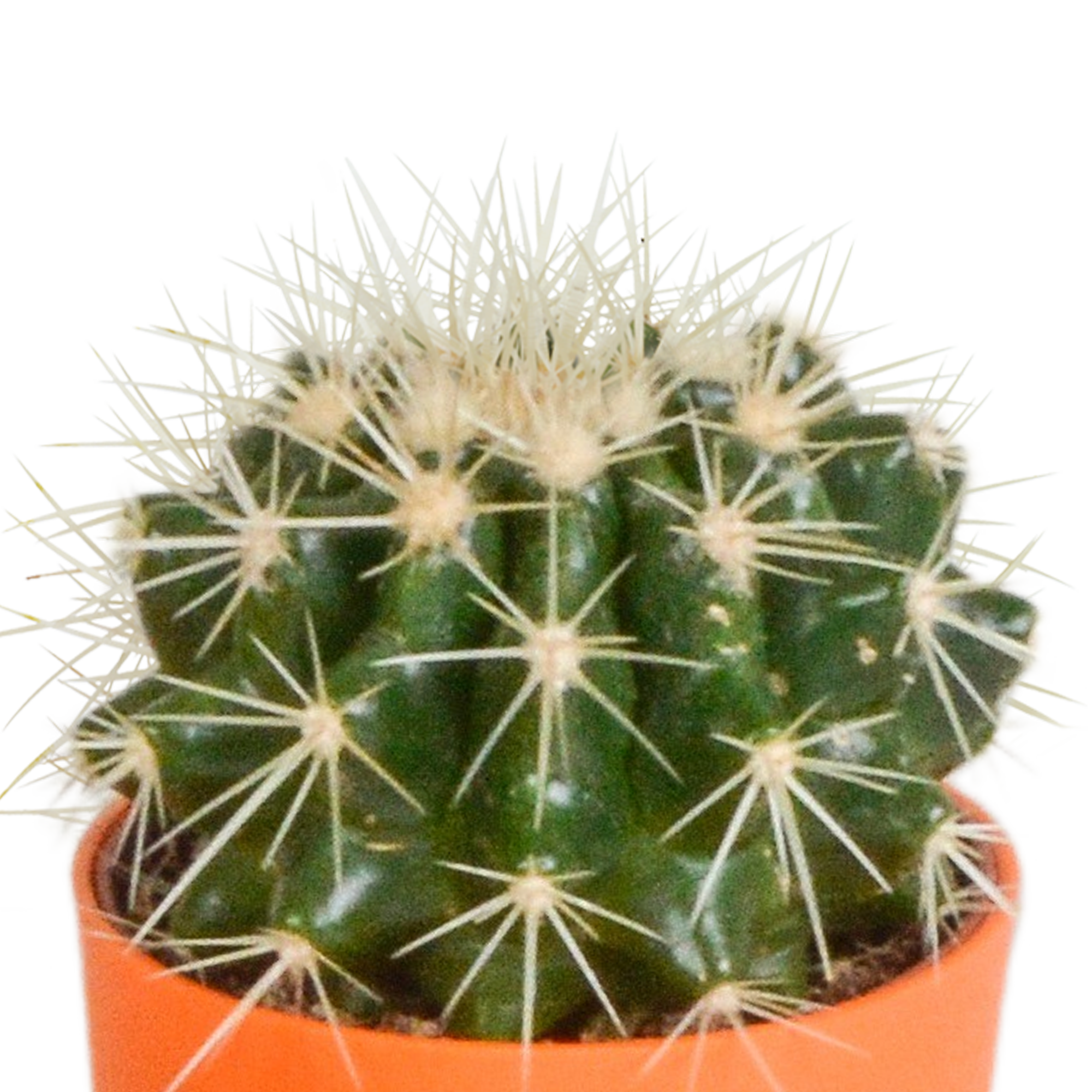 House of cactus Cactus mix 5.5 cm - 5x - in gekleurde plasticpot (8720618070425)