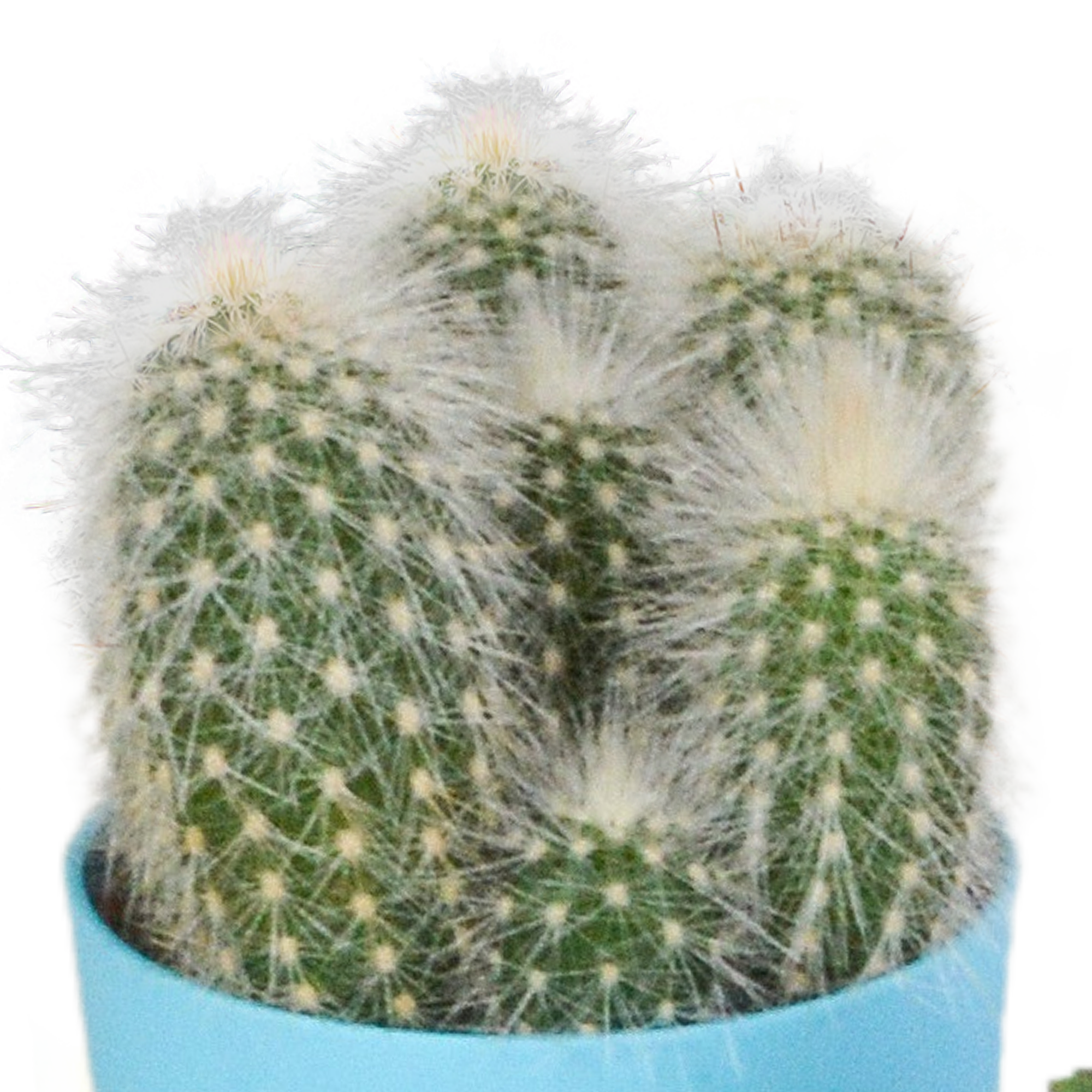 House of cactus Cactus mix 5.5 cm - 5x - in gekleurde plasticpot (8720618070425)