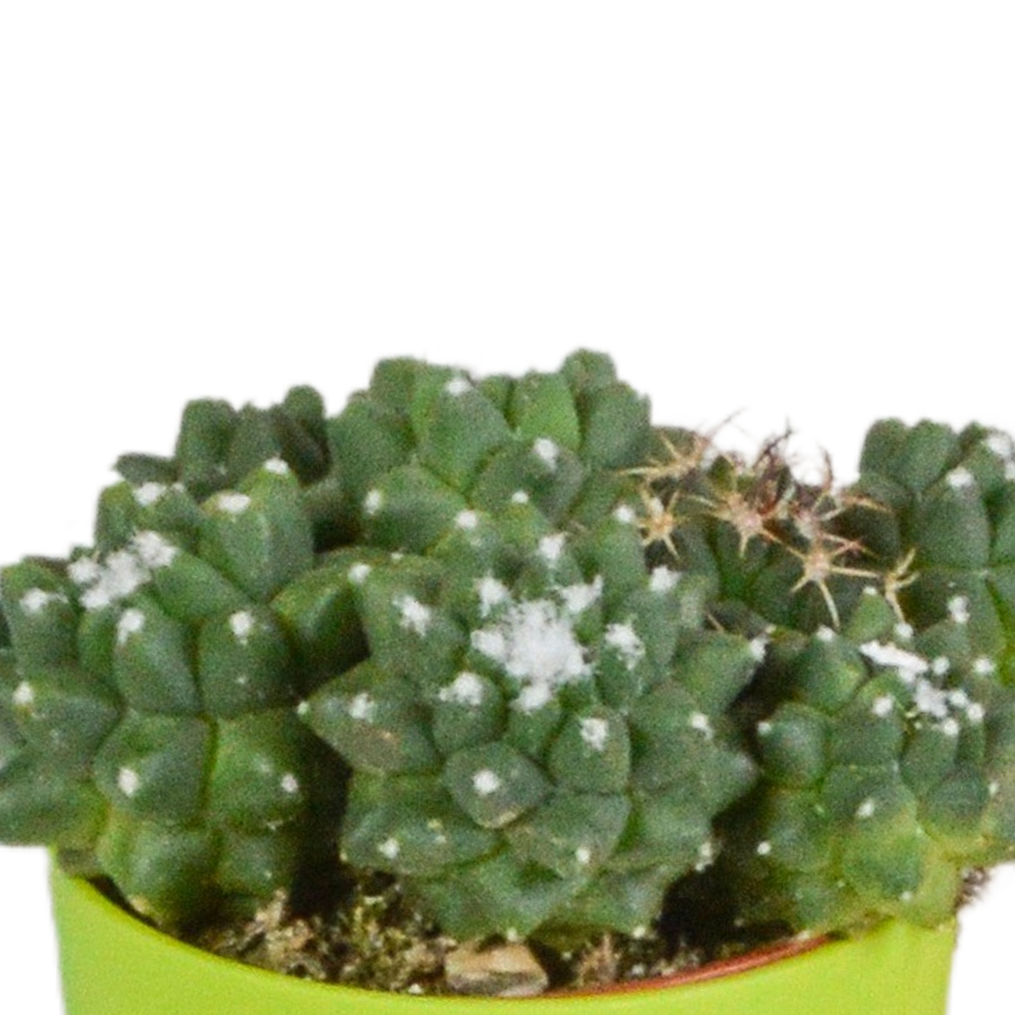 House of cactus Cactus mix 5.5 cm - 5x - in gekleurde plasticpot (8720618070425)