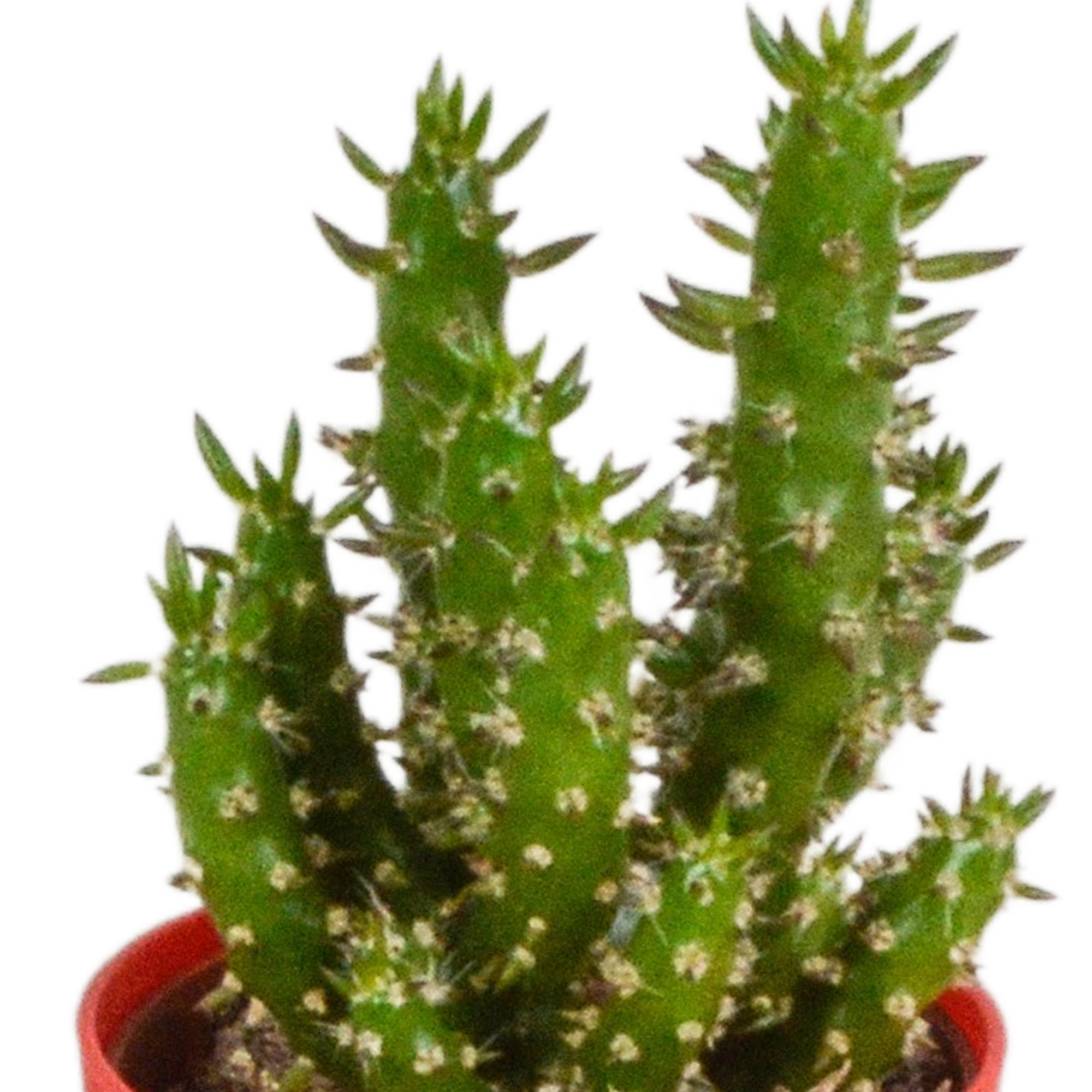 House of cactus Cactus mix 5.5 cm - 5x - in gekleurde plasticpot (8720618070425)