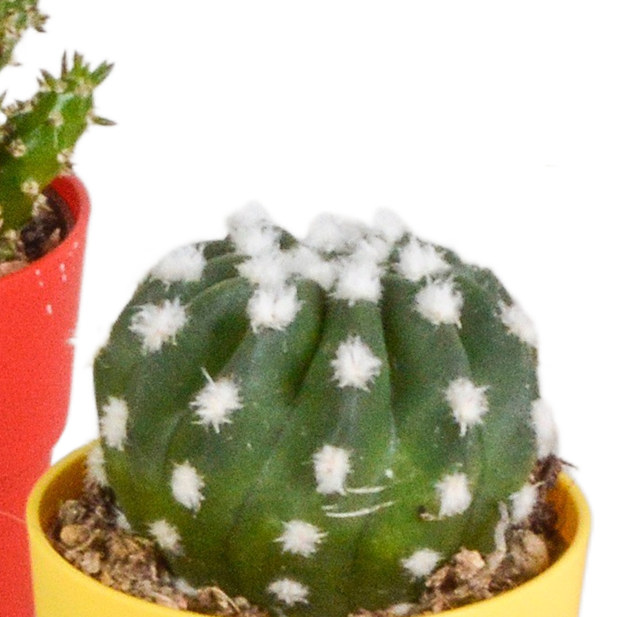 House of cactus Cactus mix 5.5 cm - 5x - in gekleurde plasticpot (8720618070425)