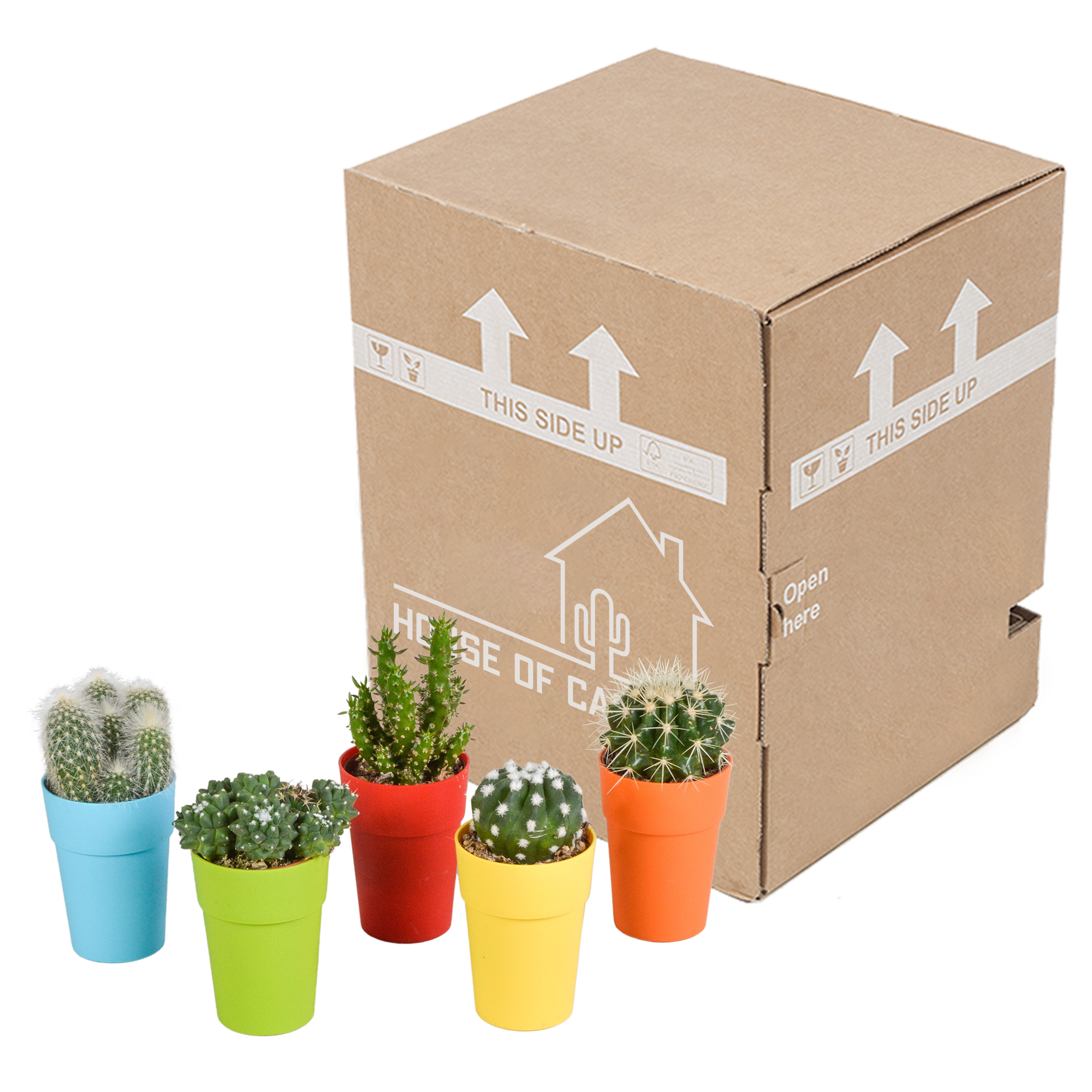 House of cactus Cactus mix 5.5 cm - 5x - in gekleurde plasticpot (8720618070425)