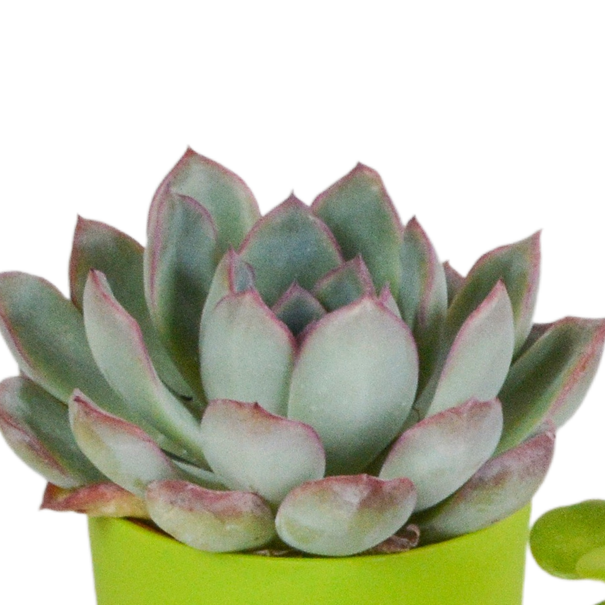 House of cactus Vetplanten mix 5.5 cm - 5x - in gekleurde plasticpot (8720618070432)