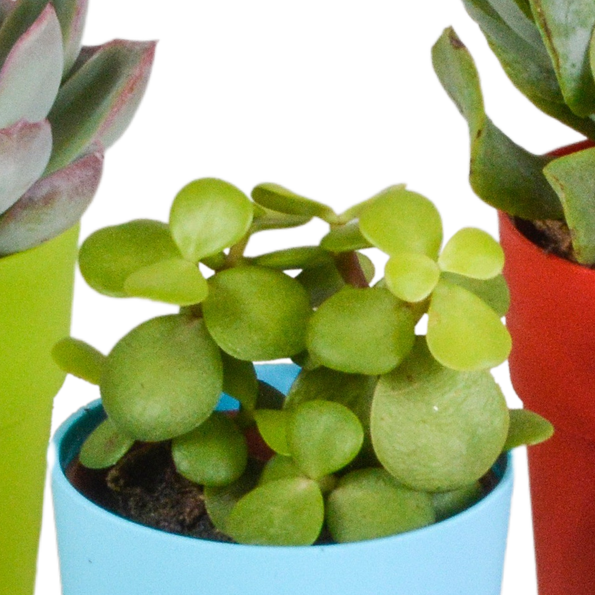 House of cactus Vetplanten mix 5.5 cm - 5x - in gekleurde plasticpot (8720618070432)