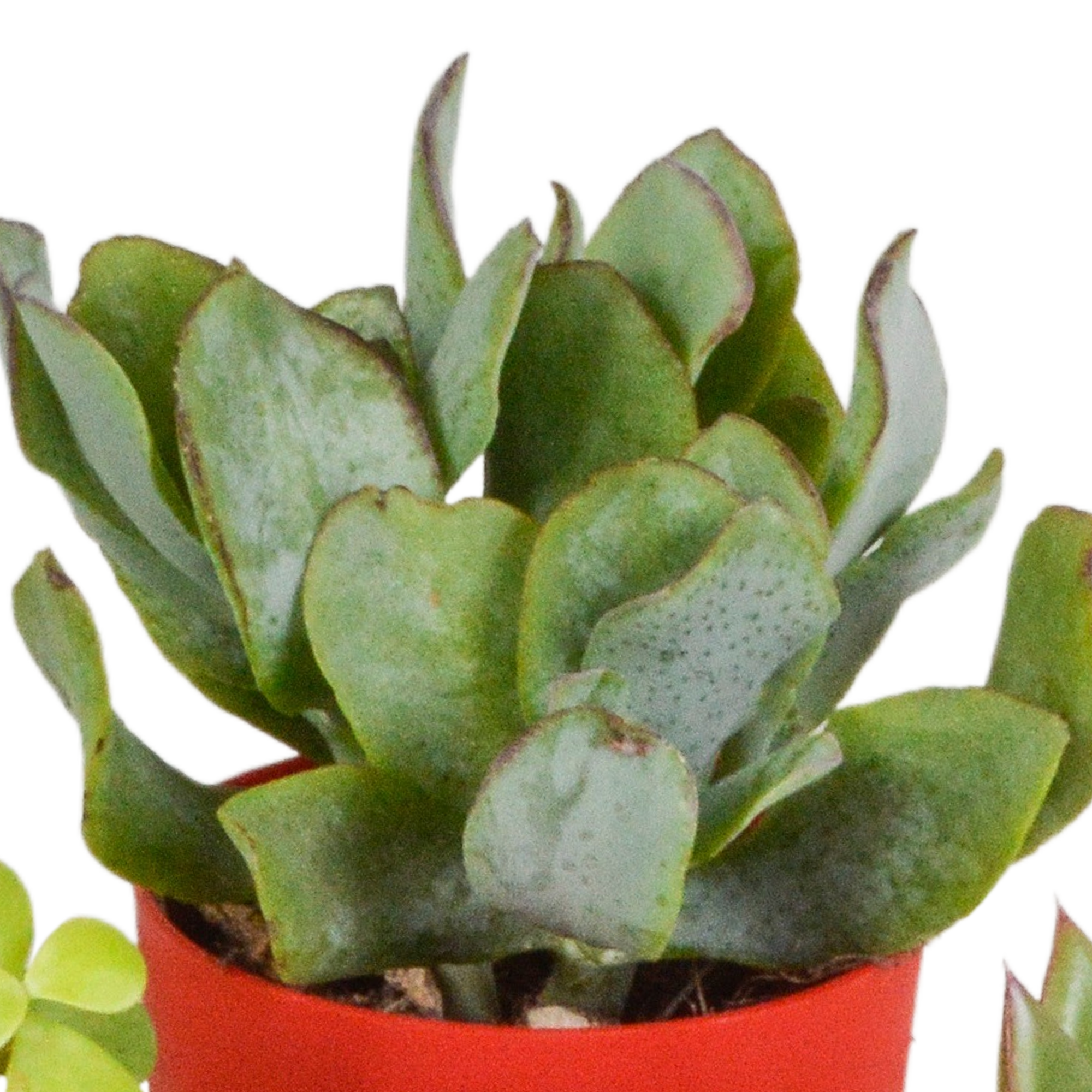 House of cactus Vetplanten mix 5.5 cm - 5x - in gekleurde plasticpot (8720618070432)