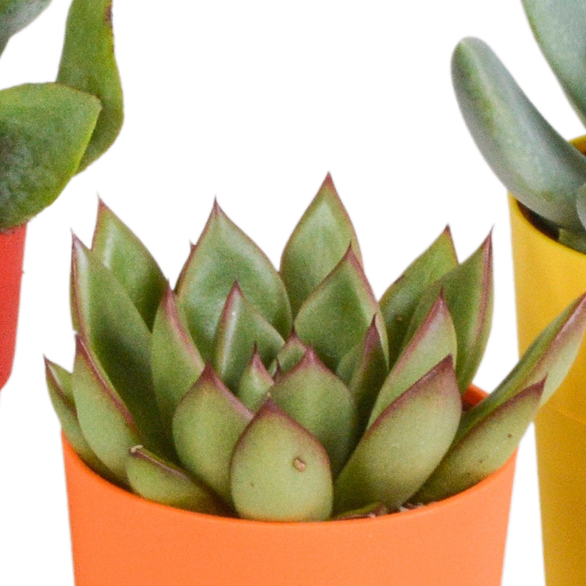 House of cactus Vetplanten mix 5.5 cm - 5x - in gekleurde plasticpot (8720618070432)
