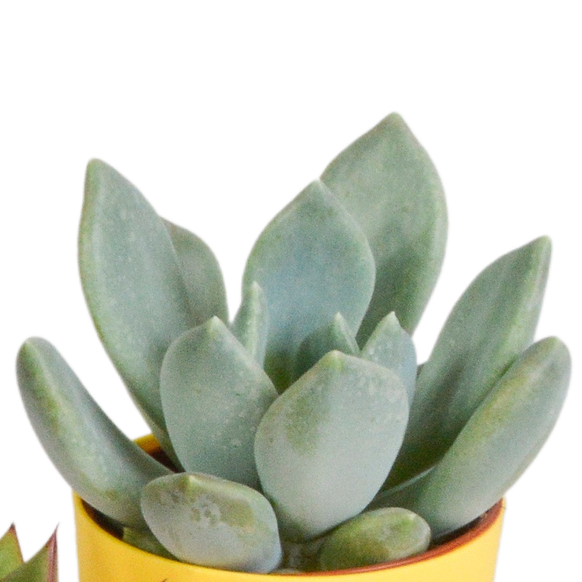 House of cactus Vetplanten mix 5.5 cm - 5x - in gekleurde plasticpot (8720618070432)