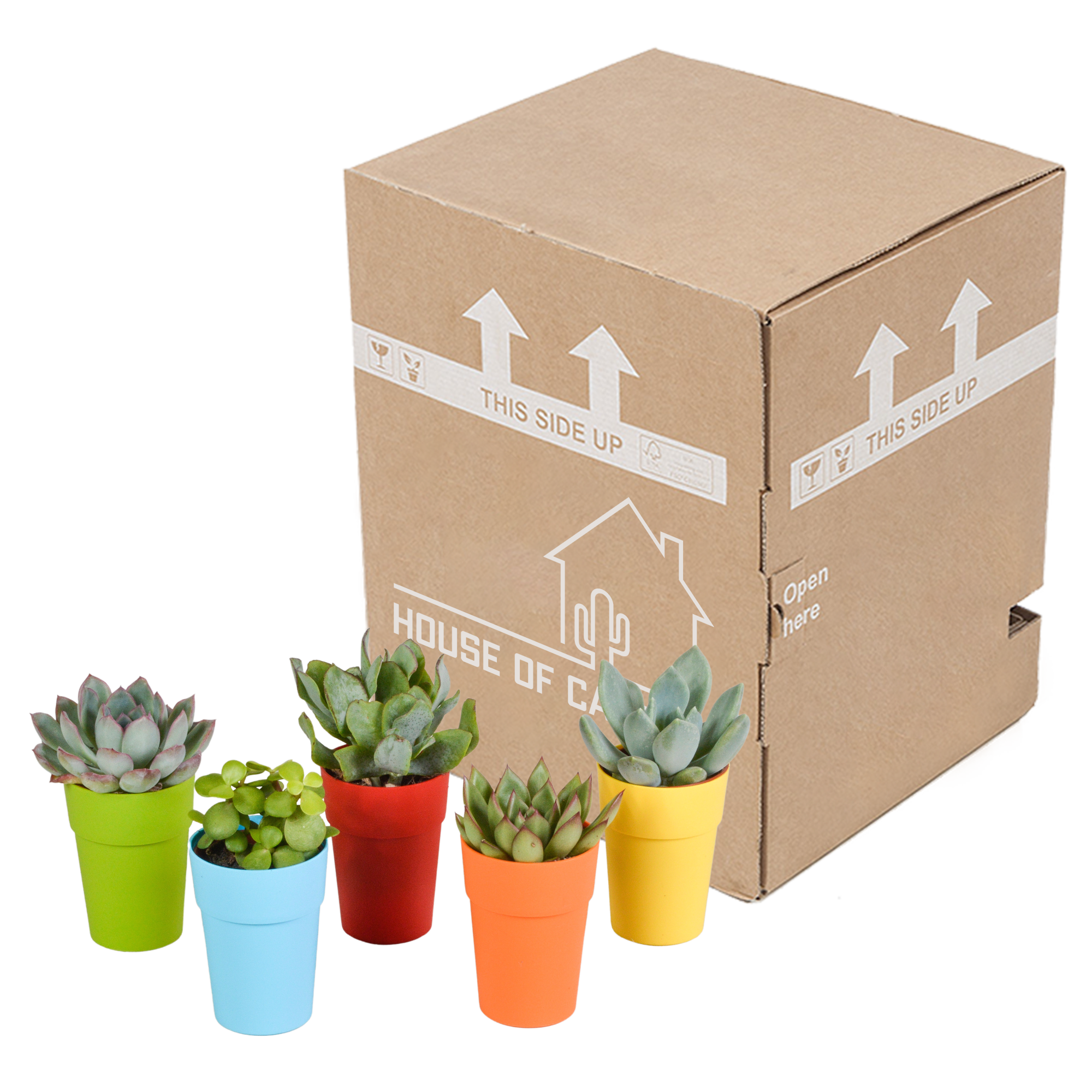 House of cactus Vetplanten mix 5.5 cm - 5x - in gekleurde plasticpot (8720618070432)