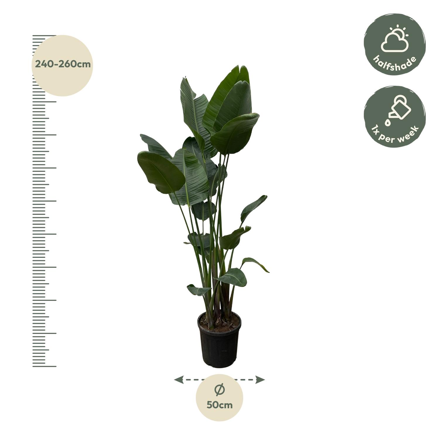 Strelitzia Nicolai XXL - 250 cm - ø50 (8721055694137)