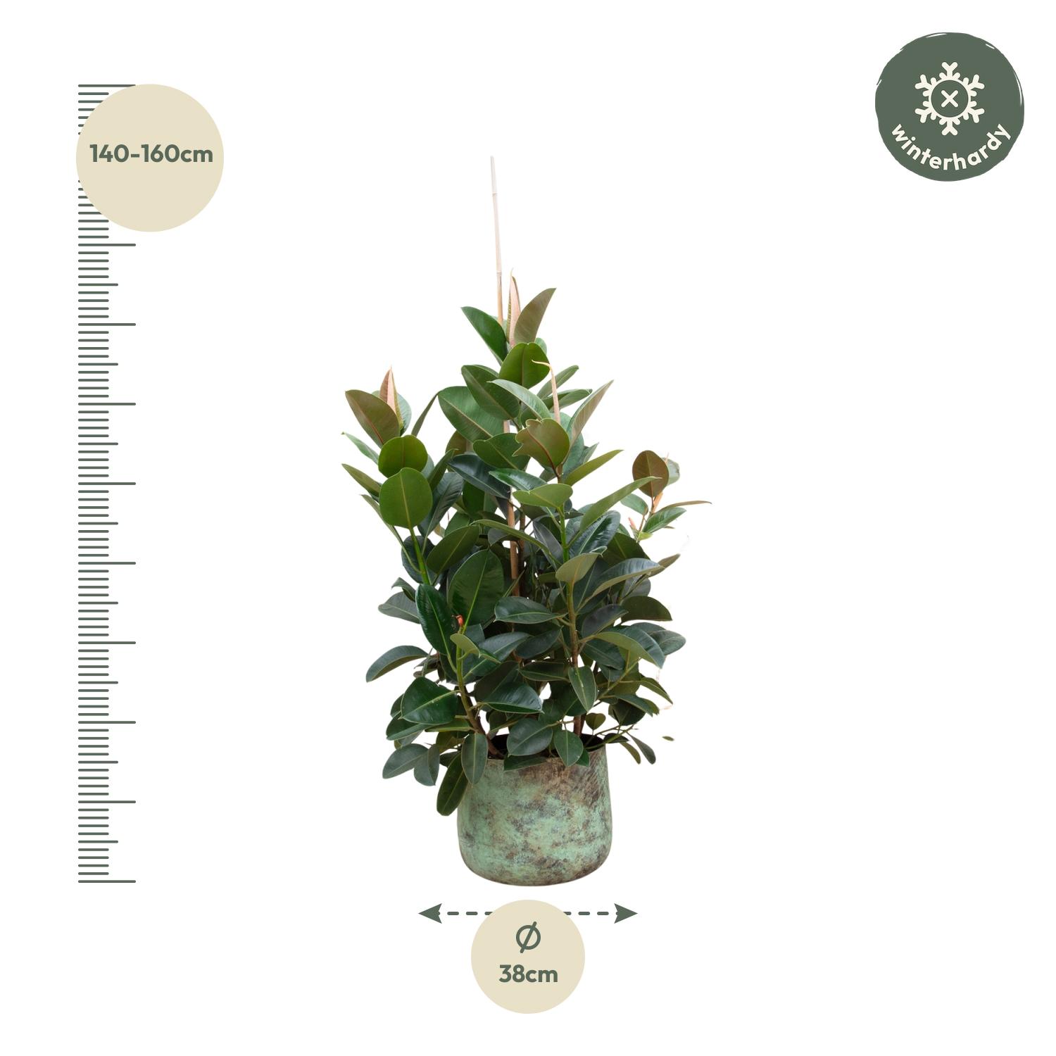 Ficus Robusta vertakt - 150 cm - ø38 (8721055693529)