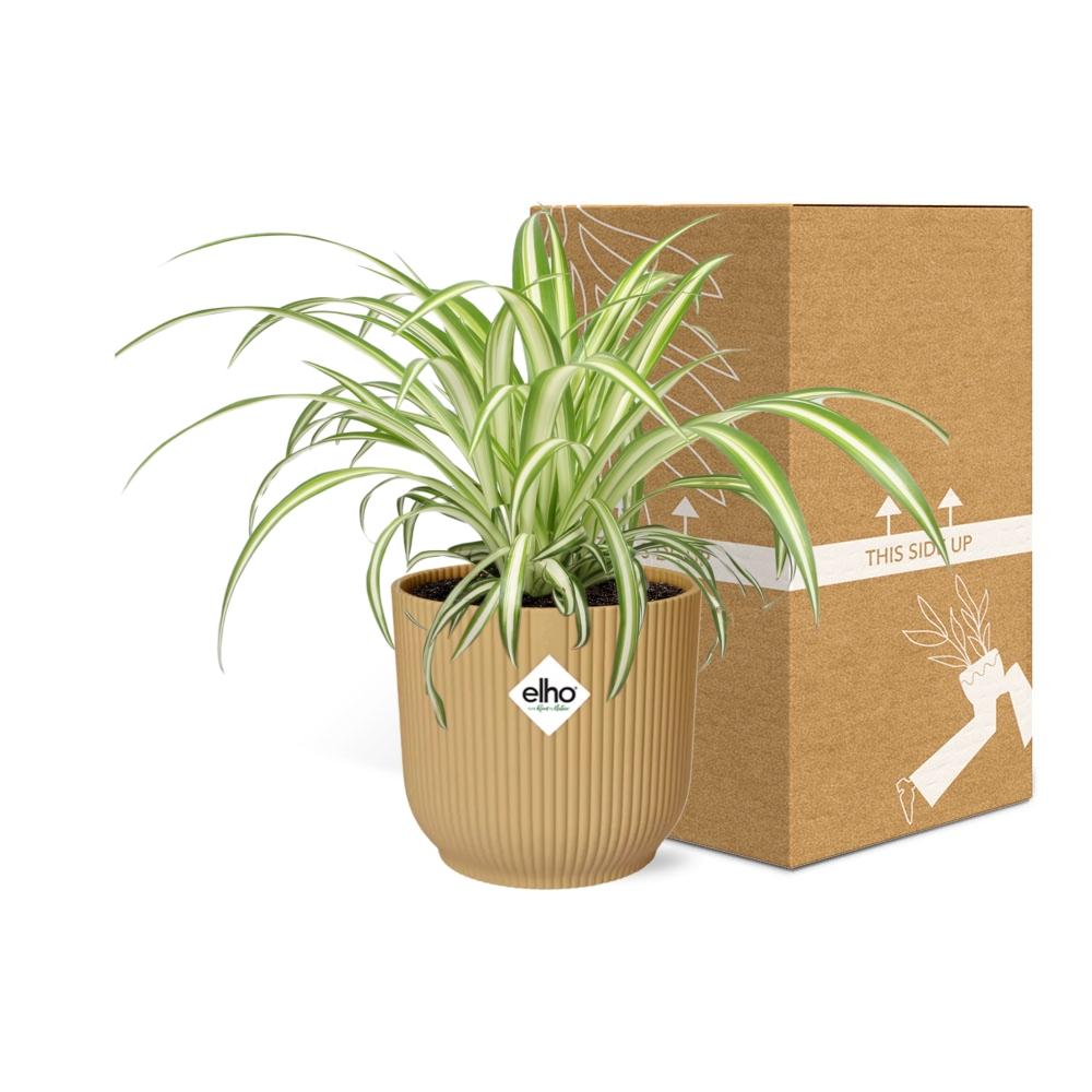 Chlorophytum Comosum Variegatum in ELHO Vibes Fold 14cm geel (21701)