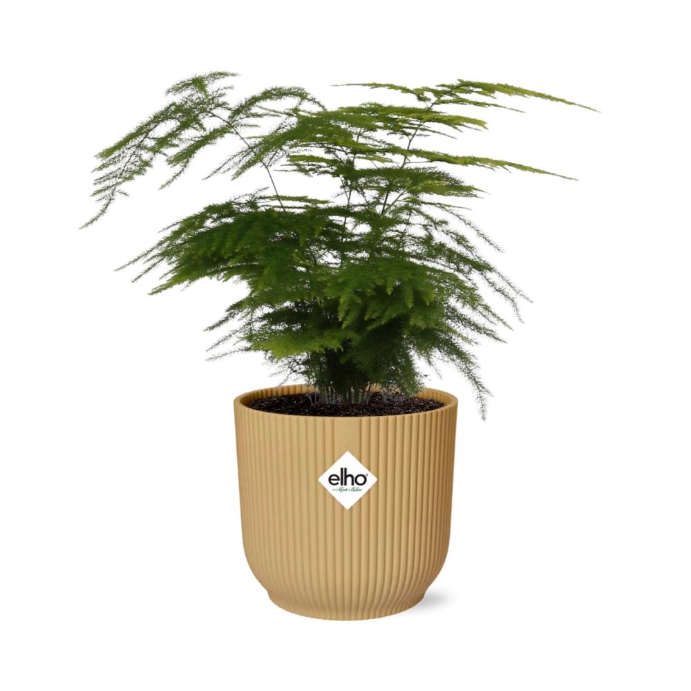 Asparagus Setaceus ‘Plumosus’ in ELHO Vibes Fold 14cm geel (21694)