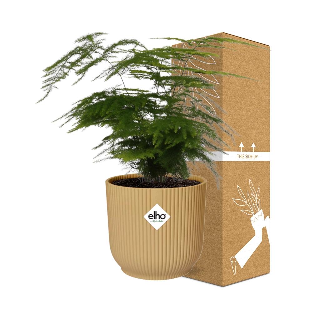 Asparagus Setaceus ‘Plumosus’ in ELHO Vibes Fold 14cm geel (21694)