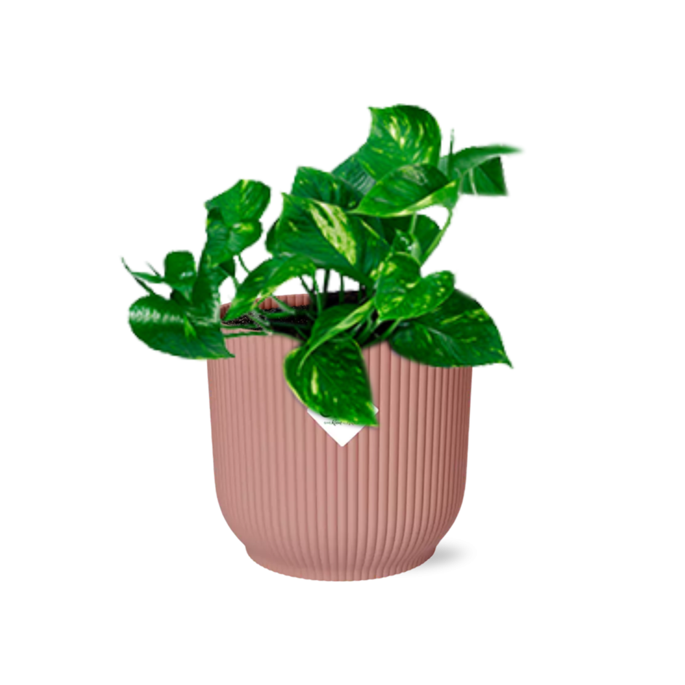 Epipremnum Pinnatum ‘Aureum’ in ELHO Vibes Fold 14cm roze (21713)