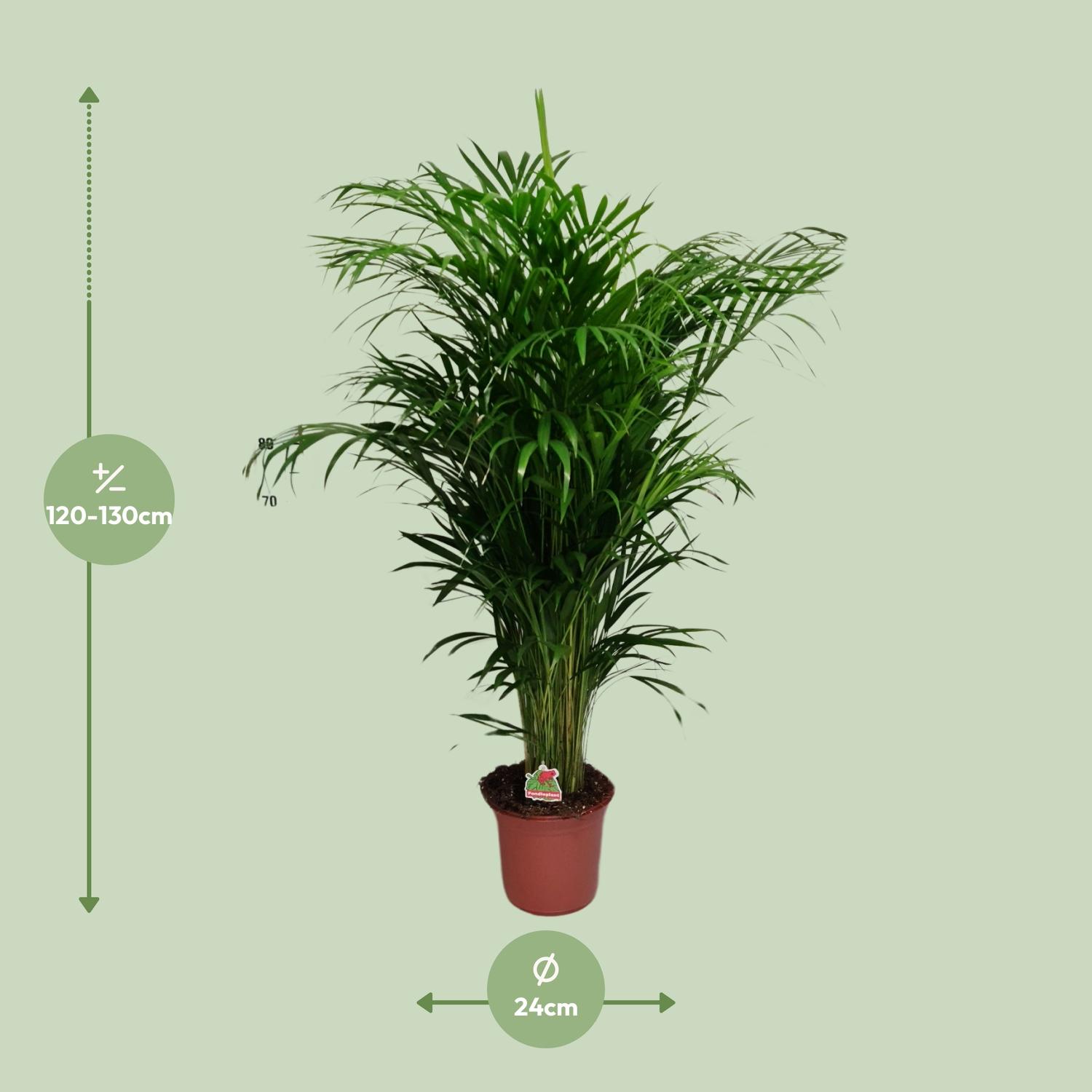 Dypsis Lutescens (20625)