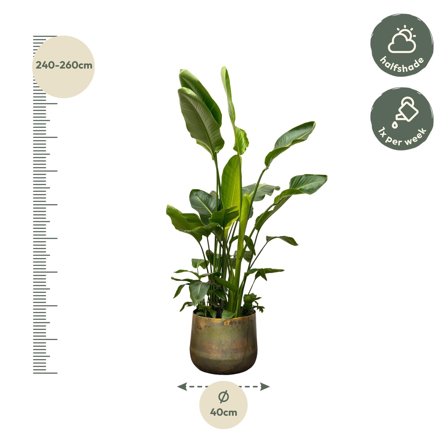 Strelitzia Nicolai de luxe XXL - 250cm - ø40 (8721055694144)