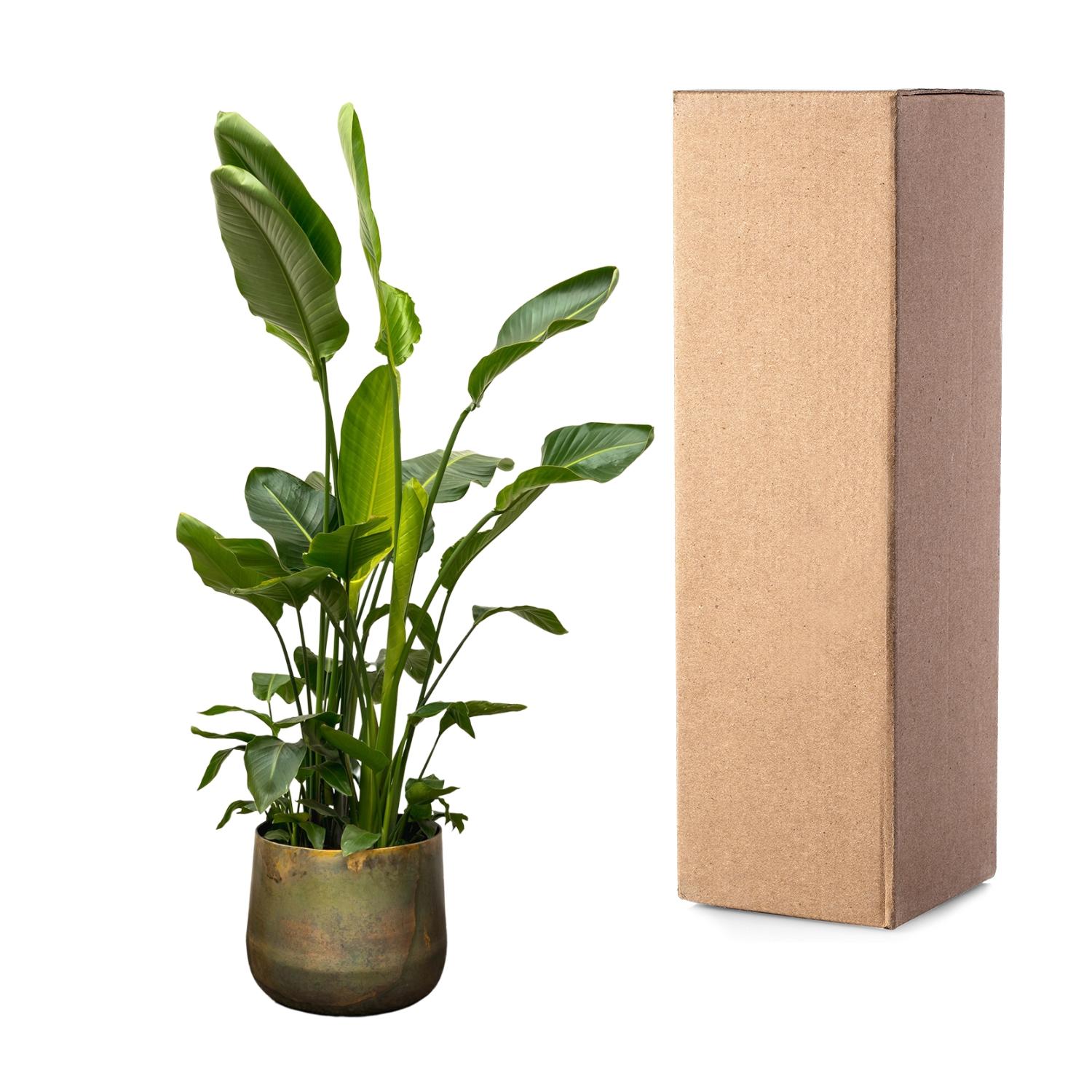 Strelitzia Nicolai de luxe XXL - 250cm - ø40 (8721055694144)