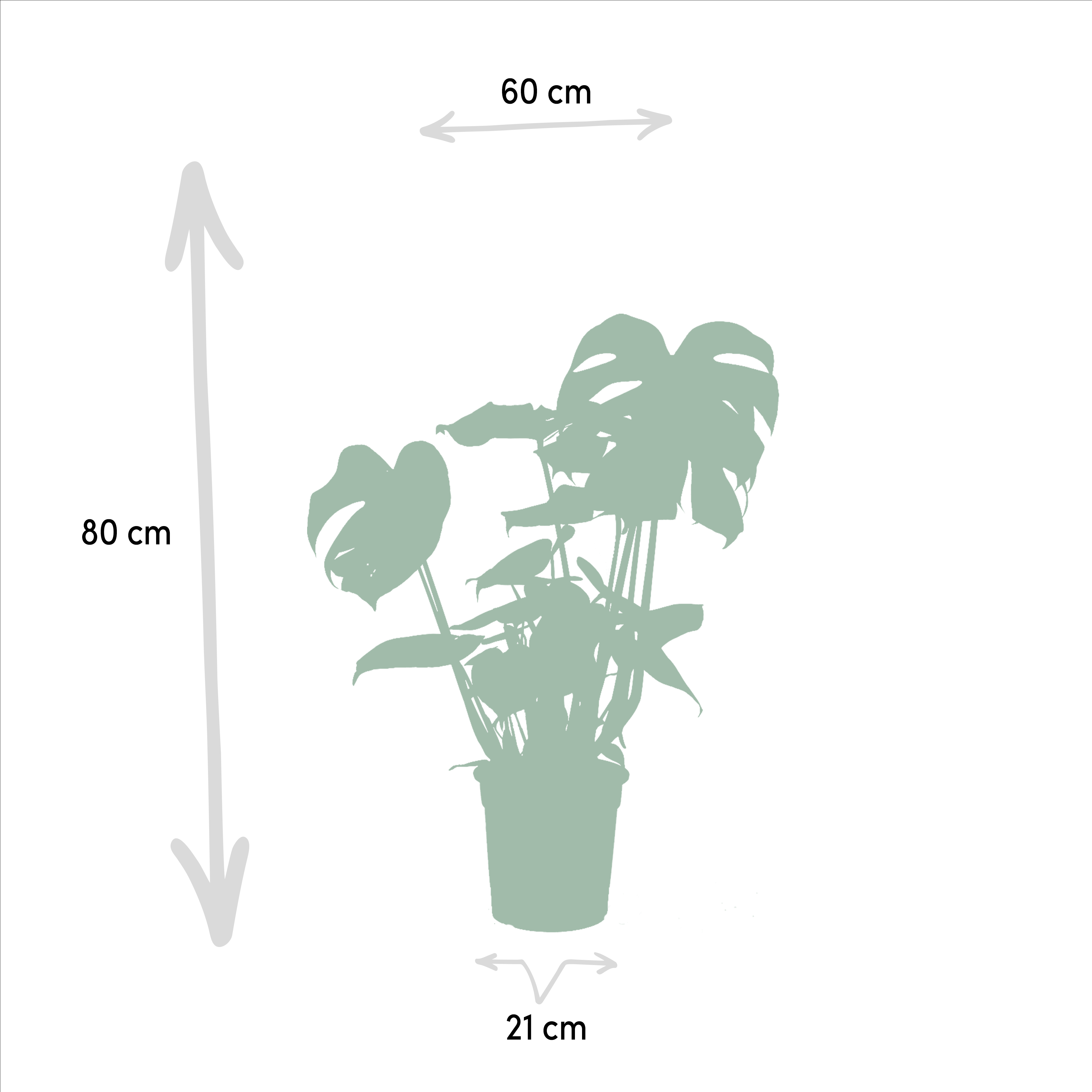 Monstera Deliciosa - Alocasia Zebrina - Strelitzia Nicolai (8720955320092)