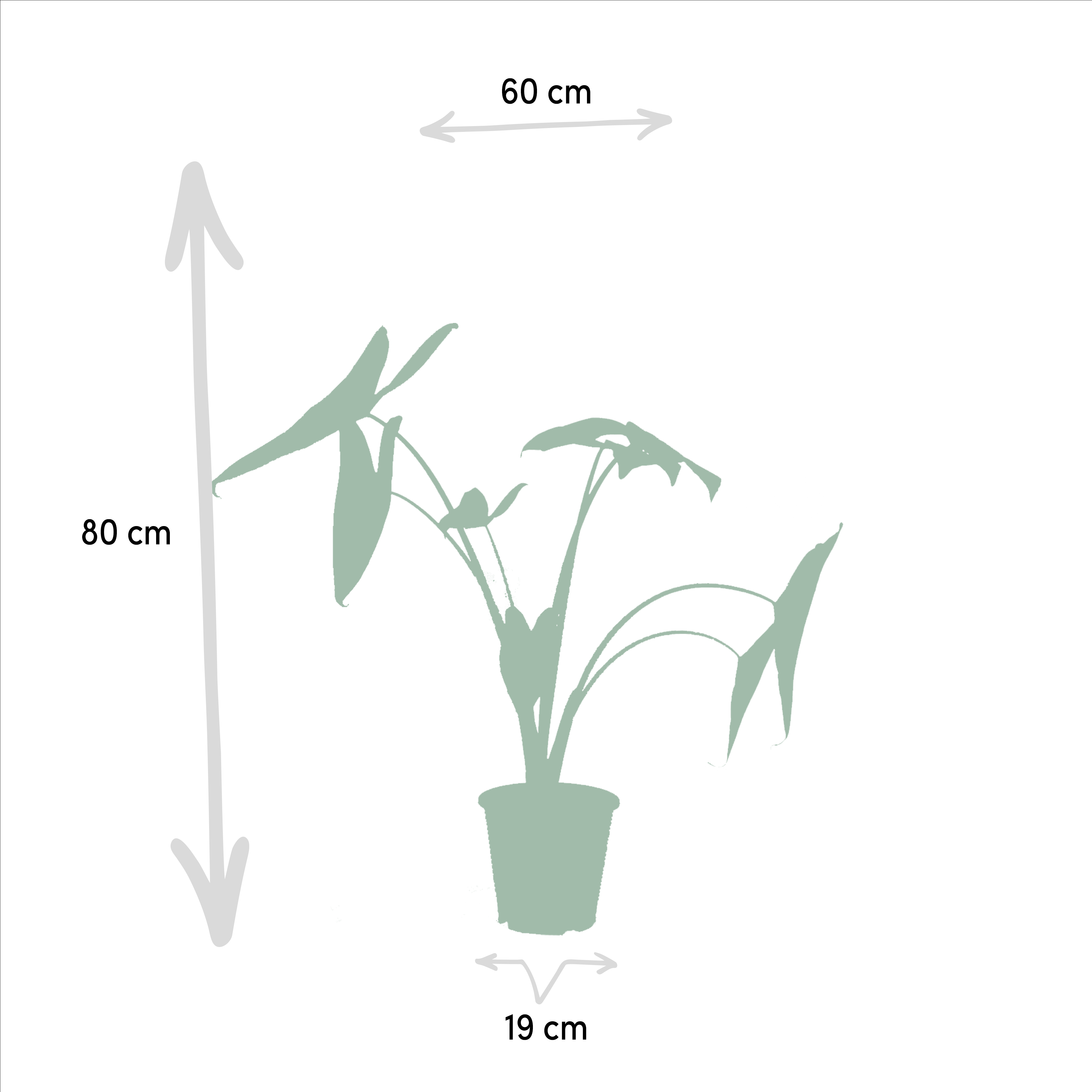 Monstera Deliciosa - Alocasia Zebrina - Strelitzia Nicolai (8720955320092)