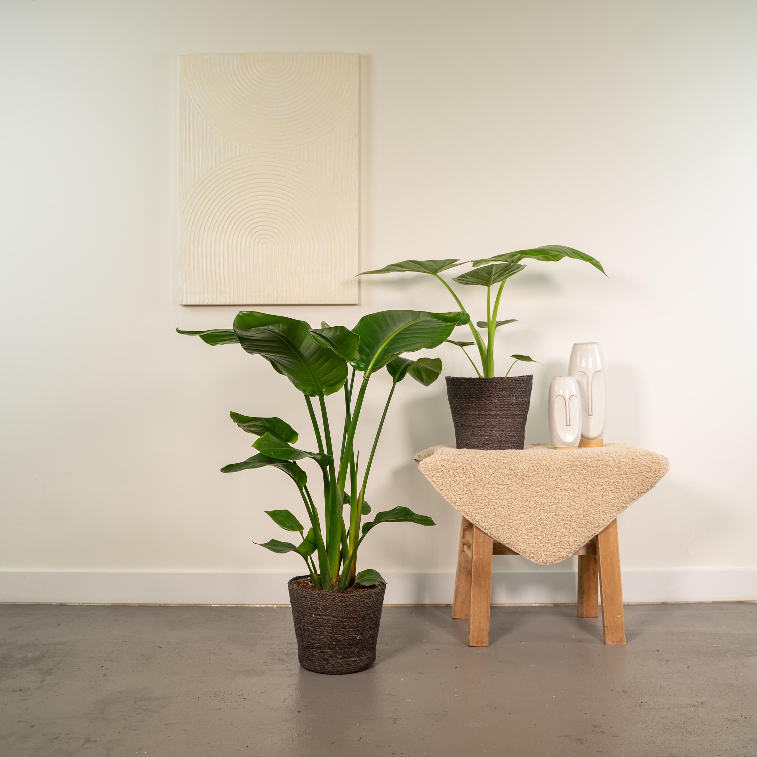 Strelitzia Nicolai - Alocasia Macrorrhiza (8720955320139)