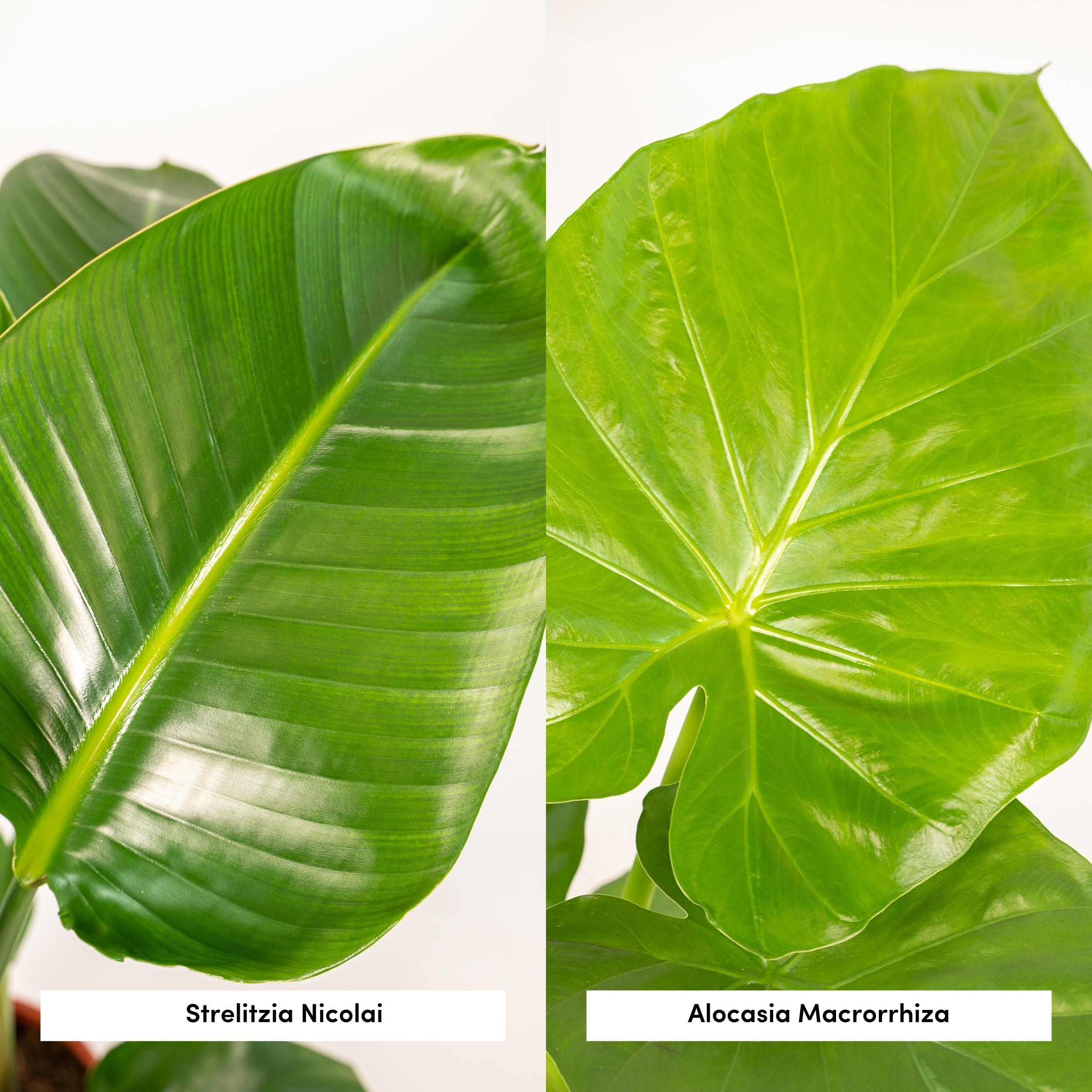 Strelitzia Nicolai - Alocasia Macrorrhiza (8720955320139)